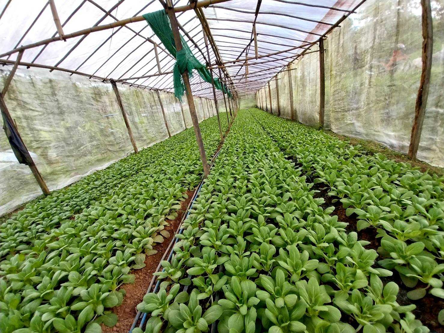 %e0%b9%81%e0%b8%9b%e0%b8%a5%e0%b8%87%e0%b8%9c%e0%b8%b1%e0%b8%81%e0%b9%83%e0%b8%99%e0%b9%82%e0%b8%a3%e0%b8%87%e0%b9%80%e0%b8%a3%e0%b8%b7%e0%b8%ad%e0%b8%99