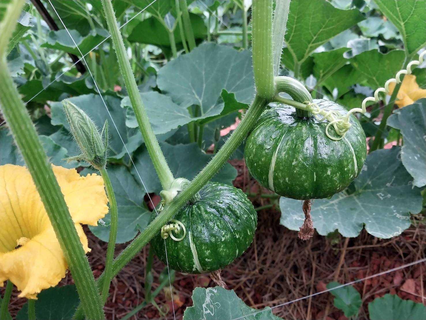 %e0%b9%81%e0%b8%9b%e0%b8%a5%e0%b8%87%e0%b8%9f%e0%b8%b1%e0%b8%81%e0%b8%97%e0%b8%ad%e0%b8%87%e0%b8%8d%e0%b8%b5%e0%b9%88%e0%b8%9b%e0%b8%b8%e0%b9%88%e0%b8%99