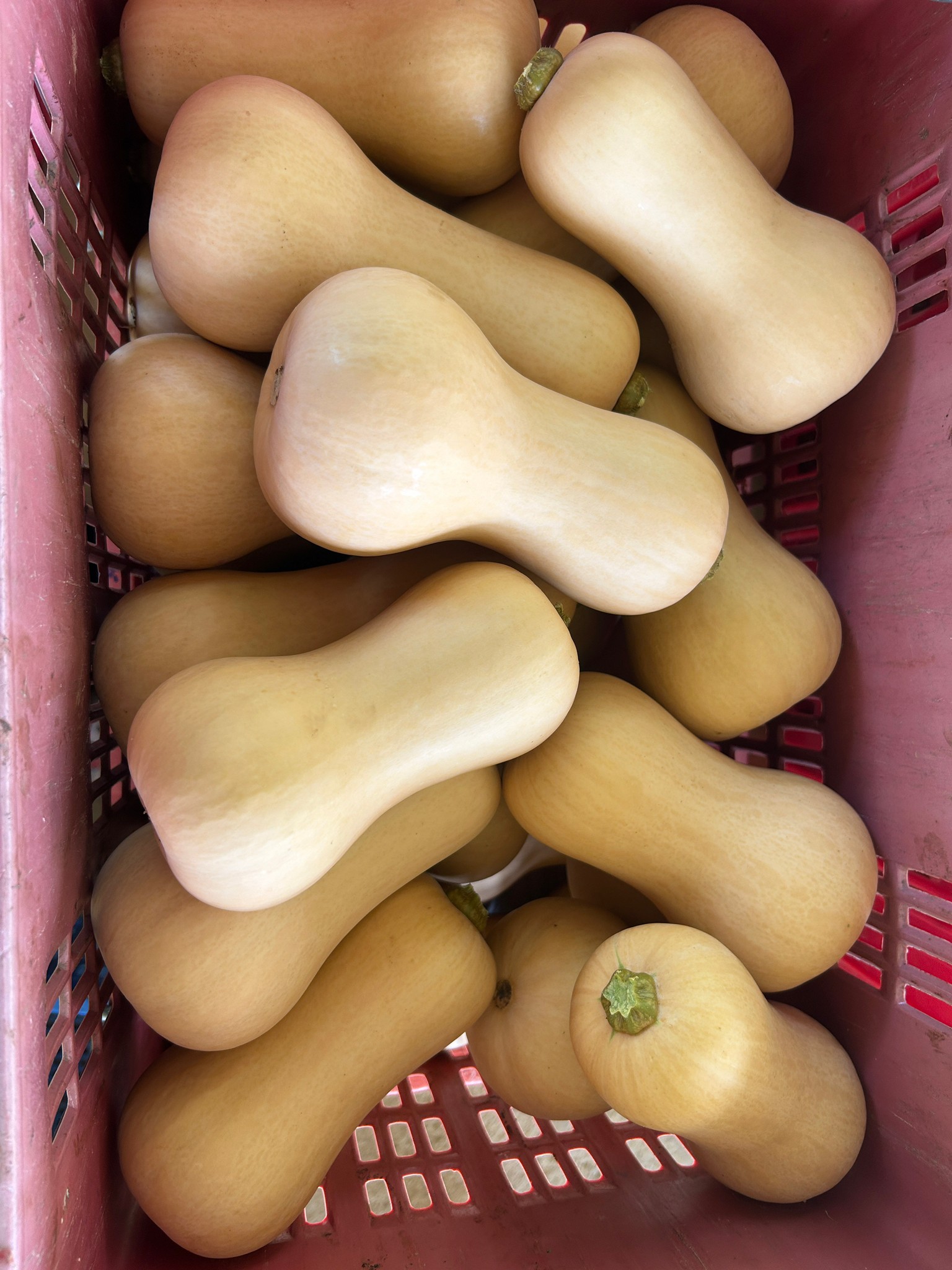 %e0%b8%9f%e0%b8%b1%e0%b8%81%e0%b8%97%e0%b8%ad%e0%b8%87%e0%b8%9a%e0%b8%b1%e0%b8%95%e0%b9%80%e0%b8%95%e0%b8%ad%e0%b8%a3%e0%b9%8c%e0%b8%99%e0%b8%b1%e0%b8%97