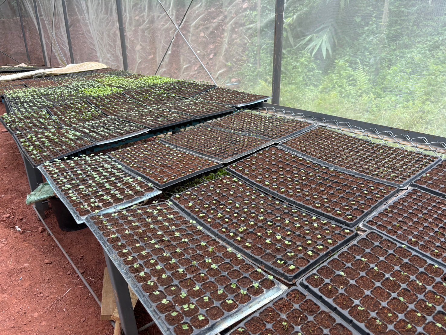 %e0%b8%95%e0%b9%89%e0%b8%99%e0%b8%81%e0%b8%a5%e0%b9%89%e0%b8%b2%e0%b8%9e%e0%b8%b7%e0%b8%8a%e0%b8%9c%e0%b8%b1%e0%b8%81-2