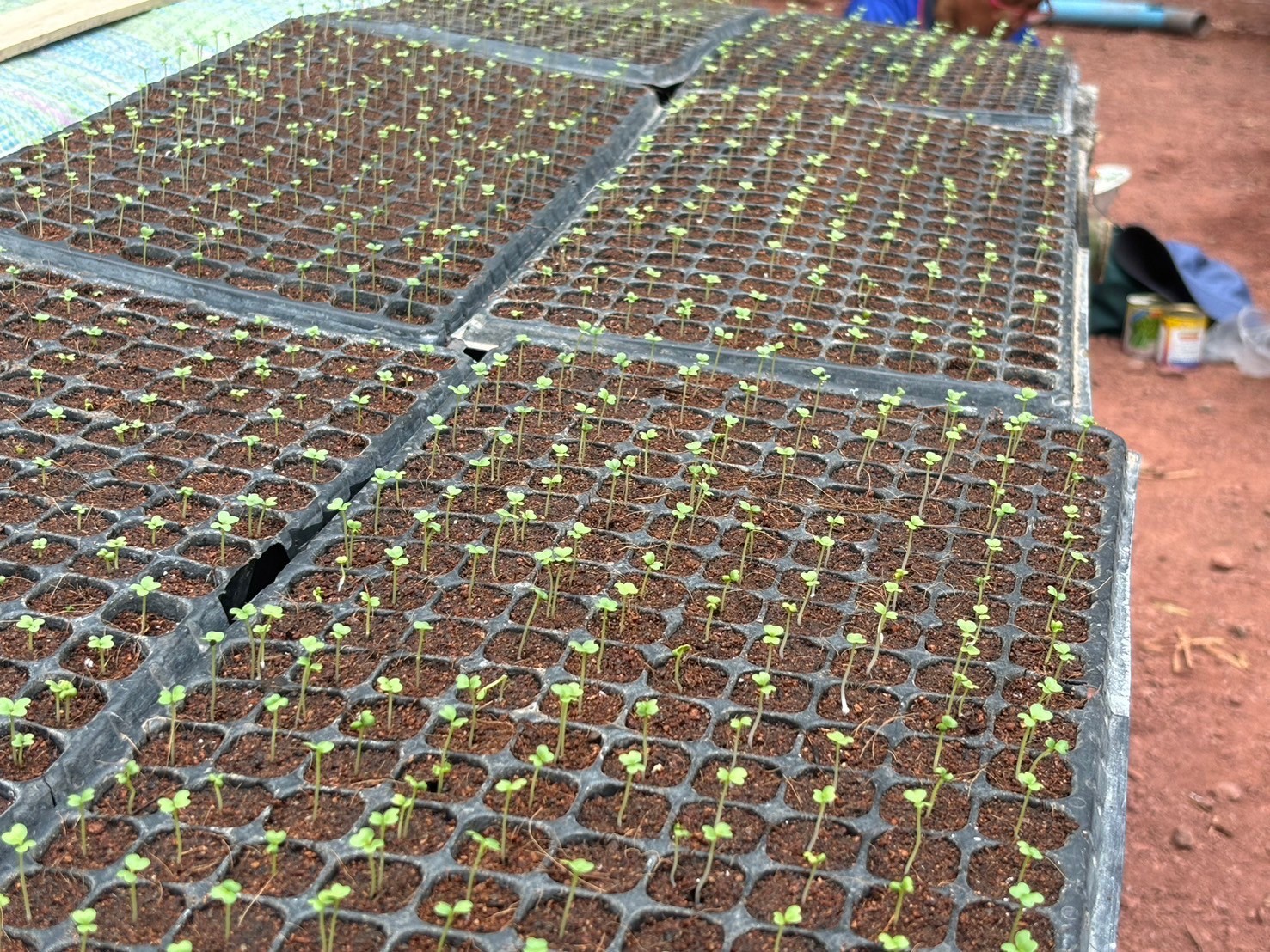 %e0%b8%95%e0%b9%89%e0%b8%99%e0%b8%81%e0%b8%a5%e0%b9%89%e0%b8%b2%e0%b8%9e%e0%b8%b7%e0%b8%8a%e0%b8%9c%e0%b8%b1%e0%b8%81