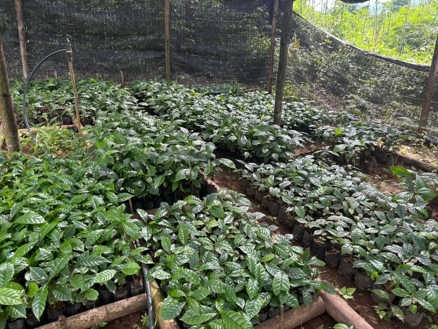 %e0%b8%95%e0%b9%89%e0%b8%99%e0%b8%81%e0%b8%a5%e0%b9%89%e0%b8%b2%e0%b8%81%e0%b8%b2%e0%b9%81%e0%b8%9f