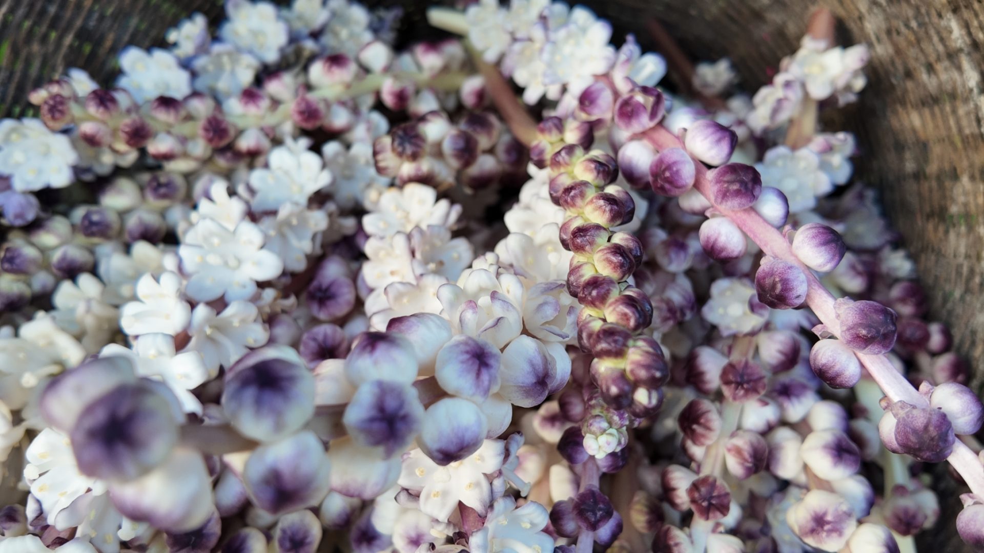 %e0%b8%94%e0%b8%ad%e0%b8%81%e0%b8%a5%e0%b8%b4%e0%b8%87%e0%b8%a5%e0%b8%b2%e0%b8%a7