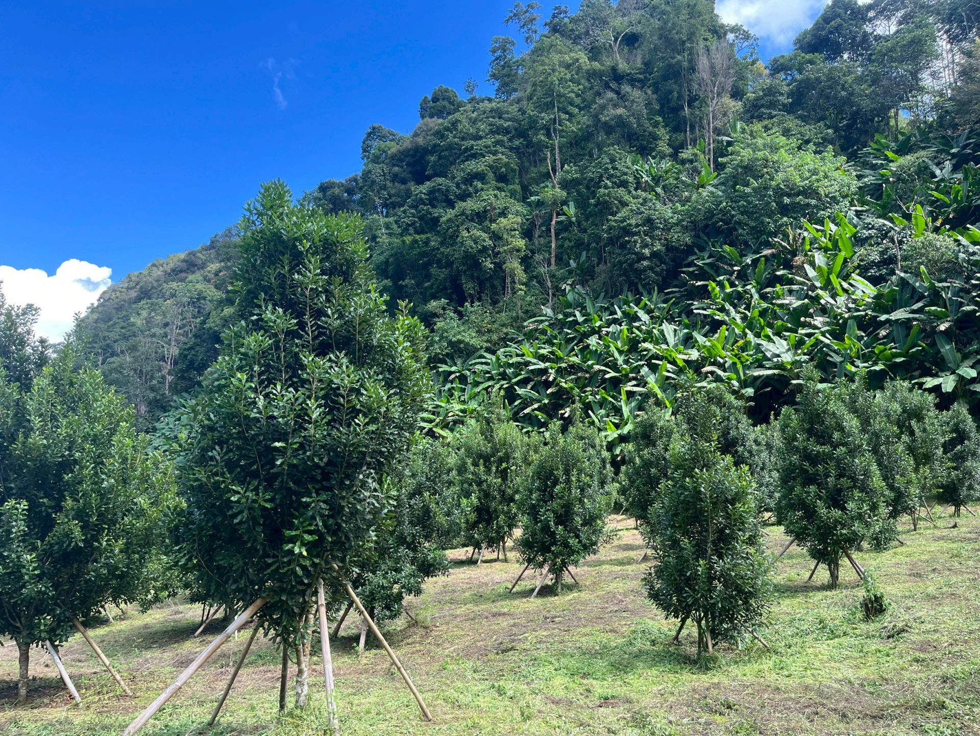 %e0%b9%81%e0%b8%9b%e0%b8%a5%e0%b8%87%e0%b9%81%e0%b8%a1%e0%b8%84%e0%b8%84%e0%b8%b2%e0%b9%80%e0%b8%94%e0%b9%80%e0%b8%a1%e0%b8%b5%e0%b8%a2