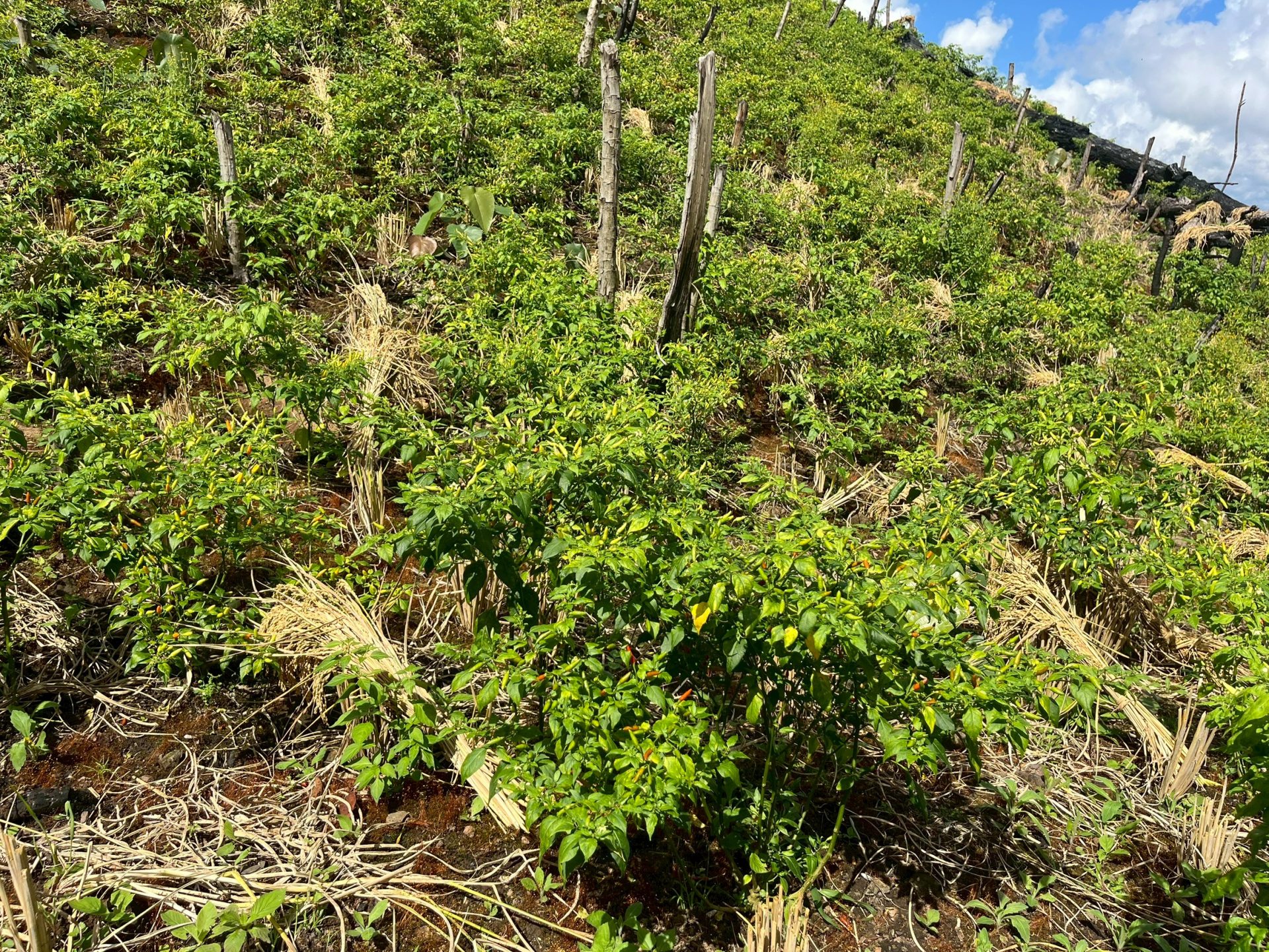 %e0%b8%9e%e0%b8%a3%e0%b8%b4%e0%b8%81%e0%b8%81%e0%b8%b0%e0%b9%80%e0%b8%ab%e0%b8%a3%e0%b8%b5%e0%b9%88%e0%b8%a2%e0%b8%87