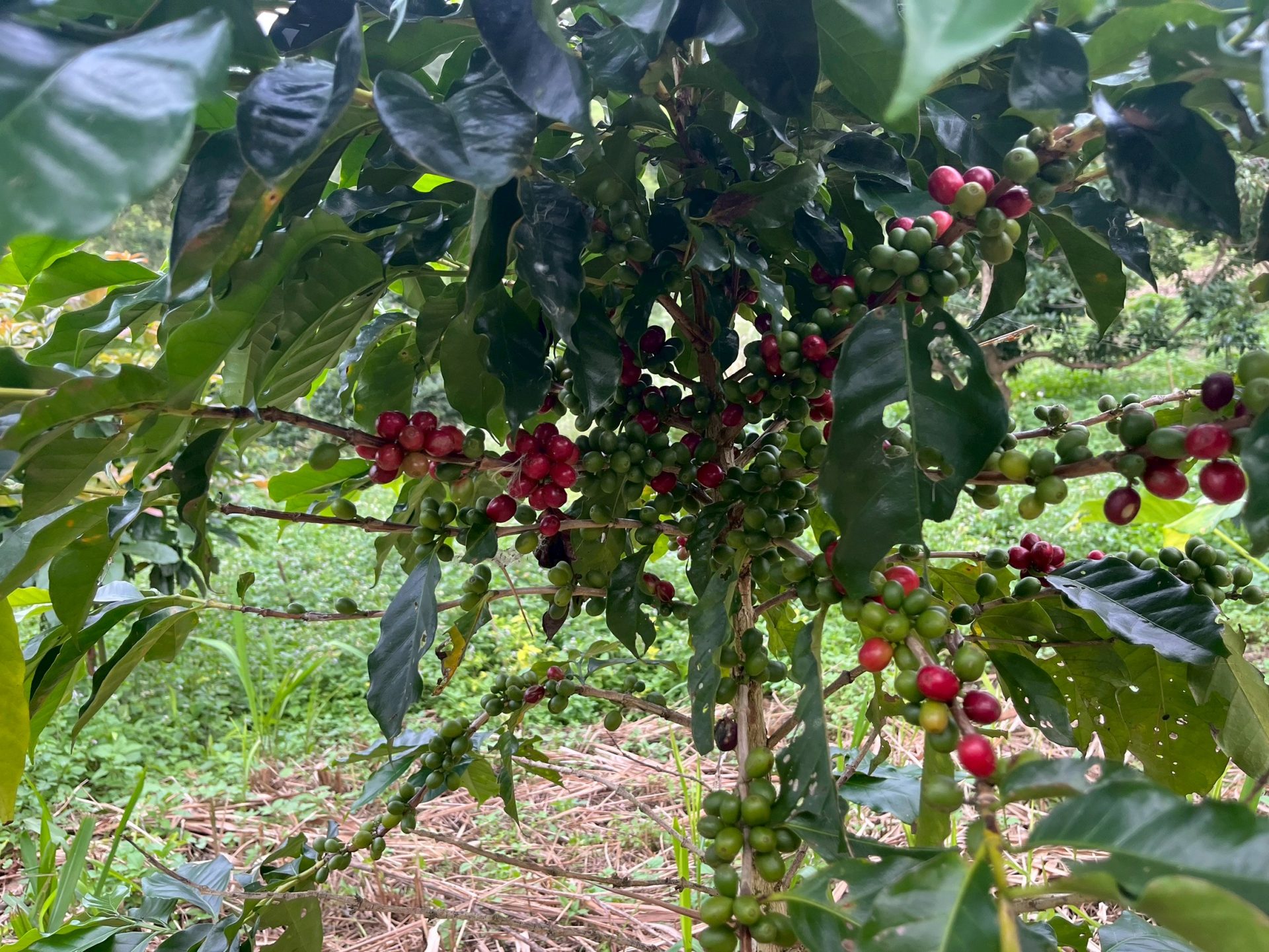 %e0%b8%81%e0%b8%b2%e0%b9%81%e0%b8%9f