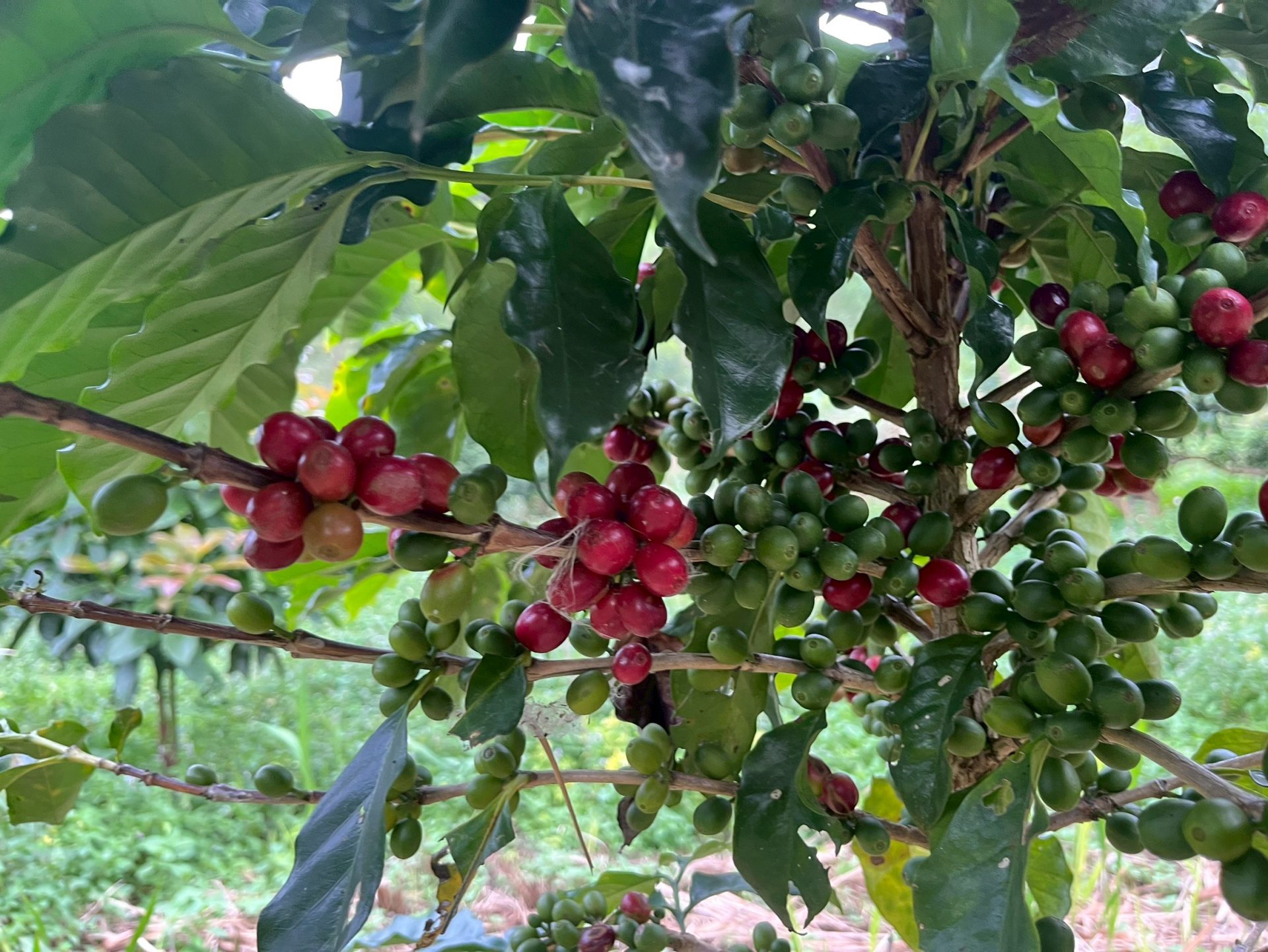 %e0%b8%81%e0%b8%b2%e0%b9%81%e0%b8%9f2