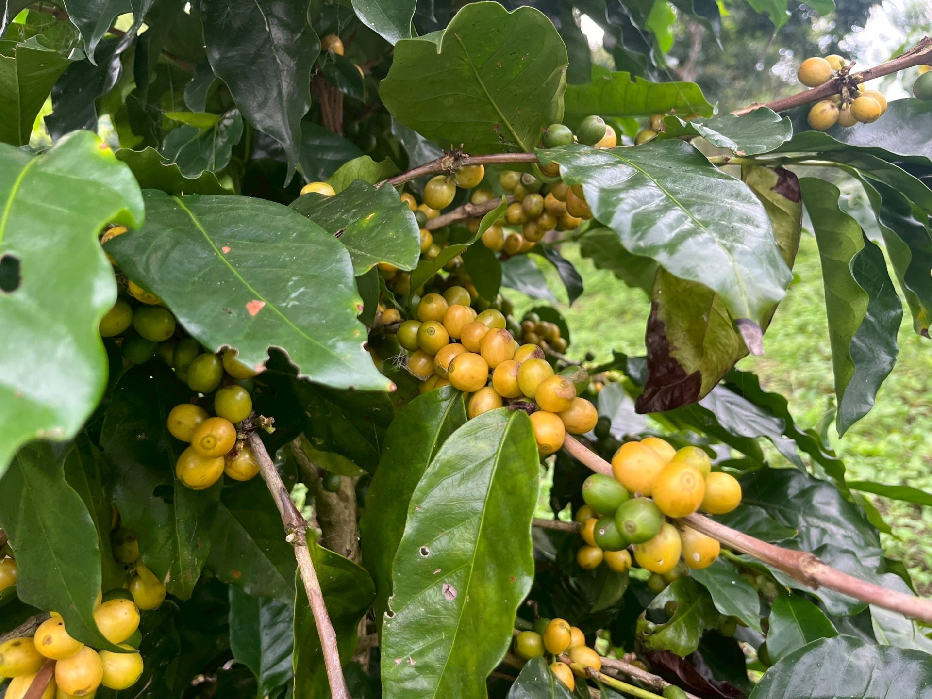 %e0%b8%95%e0%b9%89%e0%b8%99%e0%b8%81%e0%b8%b2%e0%b9%81%e0%b8%9f