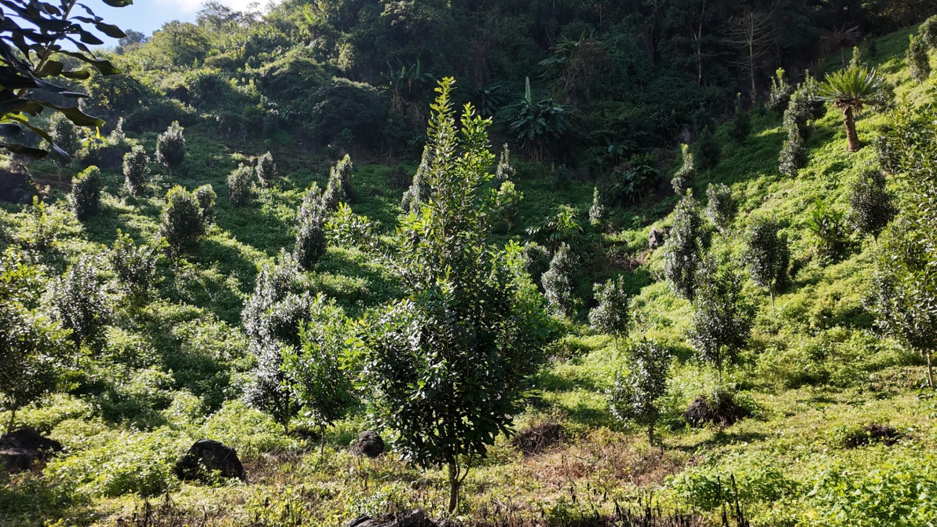 %e0%b9%81%e0%b8%9b%e0%b8%a5%e0%b8%87%e0%b9%81%e0%b8%a1%e0%b8%84%e0%b8%84%e0%b8%b2%e0%b9%80%e0%b8%94%e0%b9%80%e0%b8%a1%e0%b8%b5%e0%b8%a2