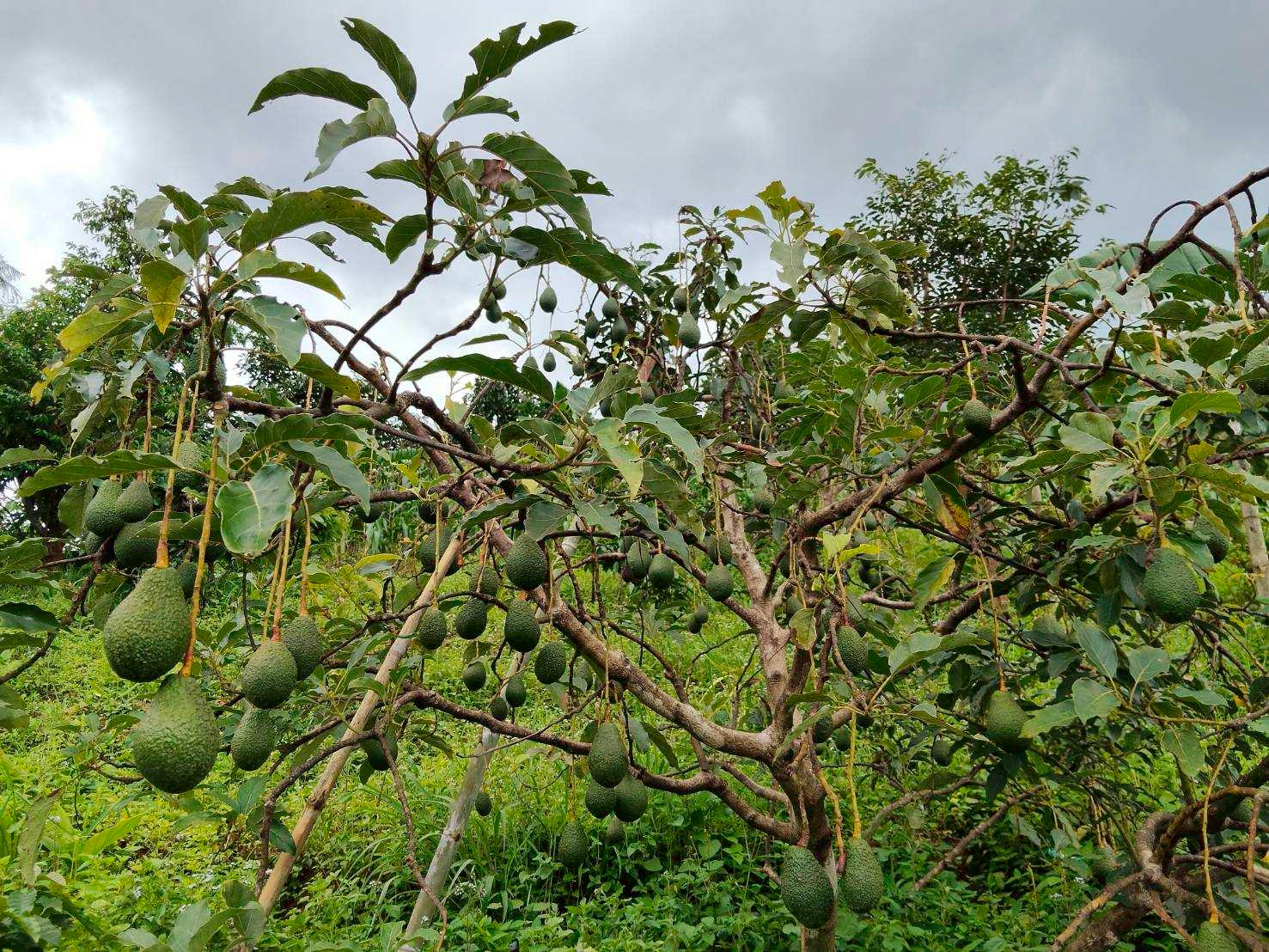 %e0%b8%95%e0%b9%89%e0%b8%99%e0%b8%ad%e0%b8%b0%e0%b9%82%e0%b8%a7%e0%b8%84%e0%b8%b2%e0%b9%82%e0%b8%94