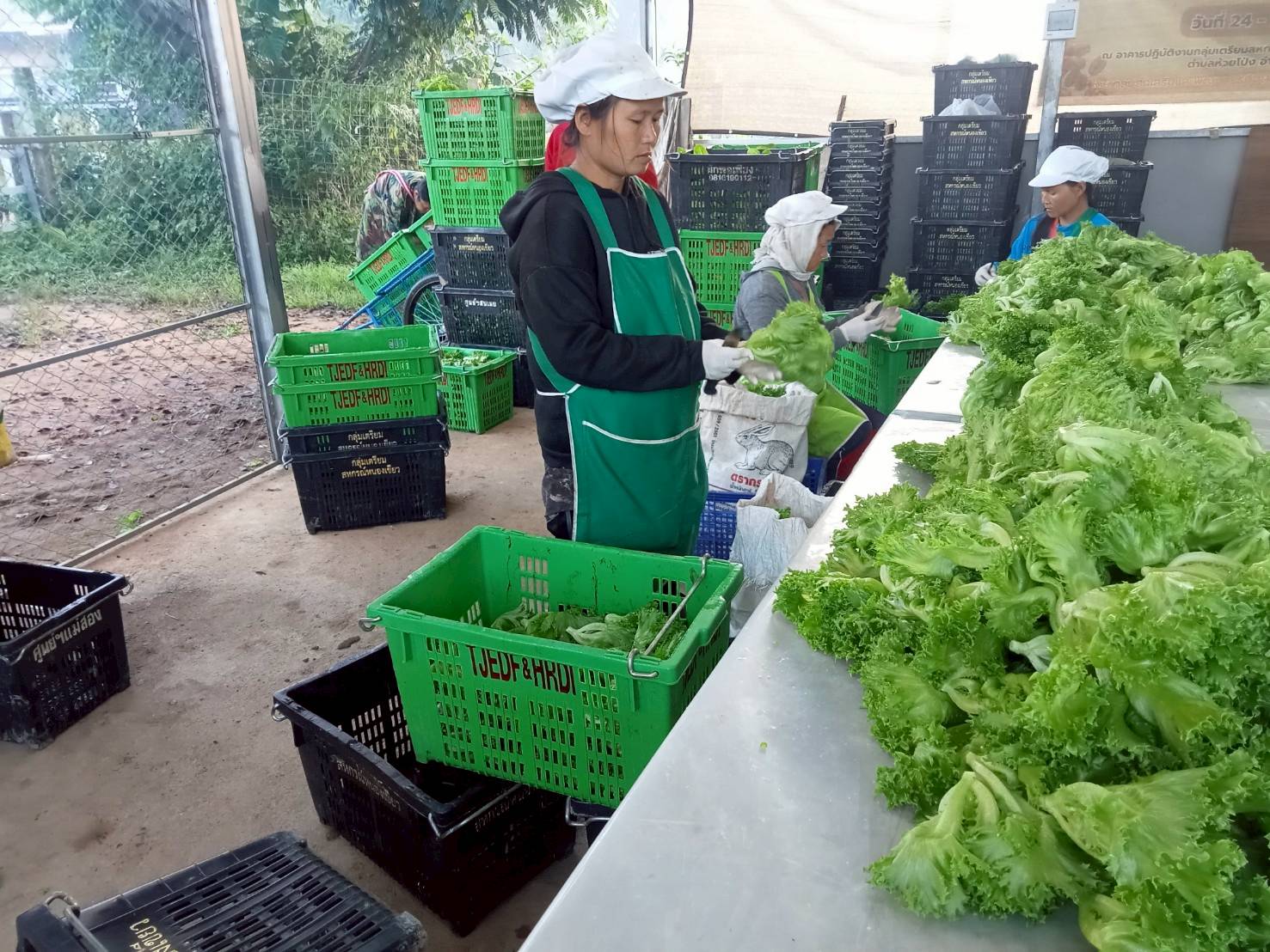 %e0%b8%81%e0%b8%b2%e0%b8%a3%e0%b8%95%e0%b8%b1%e0%b8%94%e0%b9%81%e0%b8%95%e0%b9%88%e0%b8%87%e0%b8%9c%e0%b8%b1%e0%b8%81