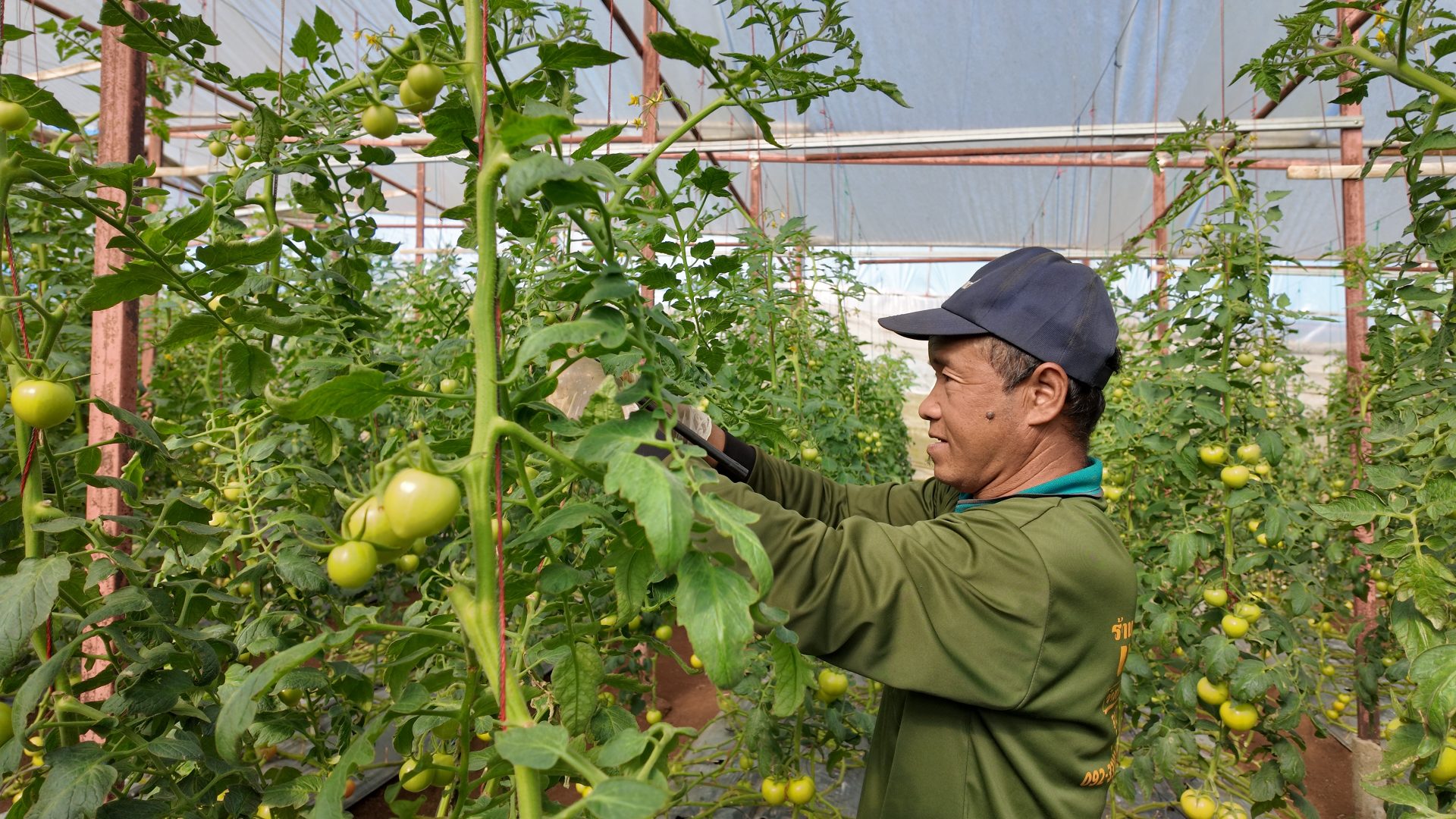 %e0%b8%81%e0%b8%b2%e0%b8%a3%e0%b8%95%e0%b8%b1%e0%b8%94%e0%b9%81%e0%b8%95%e0%b9%88%e0%b8%87%e0%b8%95%e0%b9%89%e0%b8%99%e0%b8%a1%e0%b8%b0%e0%b9%80%e0%b8%82%e0%b8%b7%e0%b8%ad%e0%b9%80%e0%b8%97%e0%b8%a8