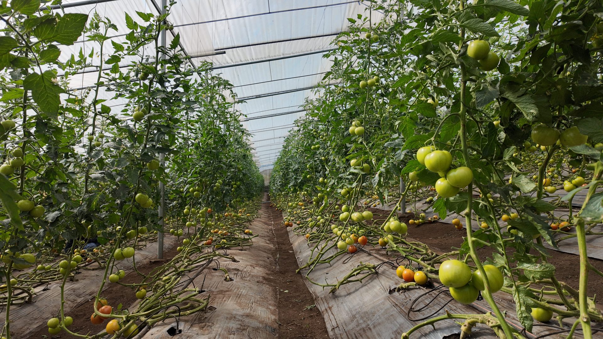 %e0%b9%81%e0%b8%9b%e0%b8%a5%e0%b8%87%e0%b8%a1%e0%b8%b0%e0%b9%80%e0%b8%82%e0%b8%b7%e0%b8%ad%e0%b9%80%e0%b8%97%e0%b8%a8%e0%b9%82%e0%b8%97%e0%b8%a1%e0%b8%b1%e0%b8%aa