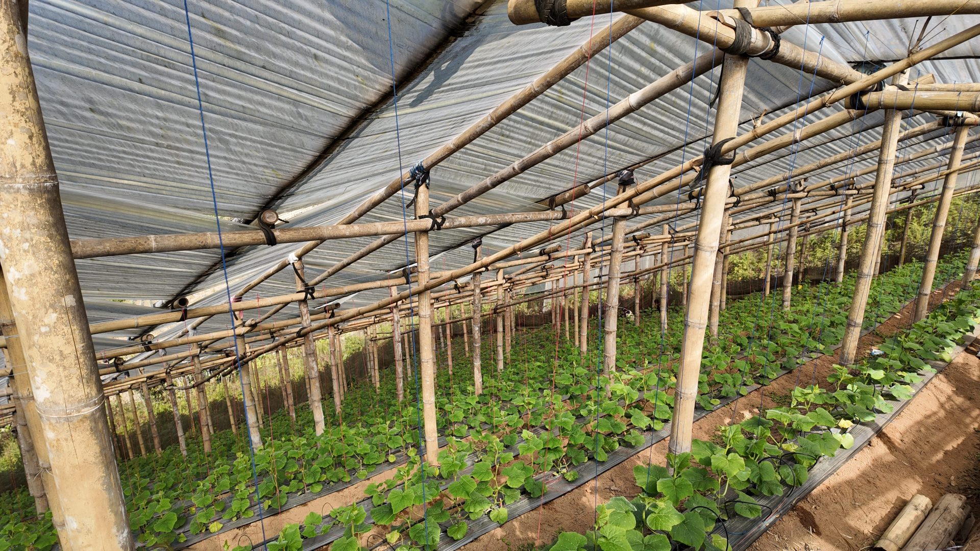 %e0%b9%81%e0%b8%9b%e0%b8%a5%e0%b8%87%e0%b8%9b%e0%b8%a5%e0%b8%b9%e0%b8%81%e0%b8%9a%e0%b8%b1%e0%b8%95%e0%b9%80%e0%b8%95%e0%b8%ad%e0%b8%a3%e0%b9%8c%e0%b8%99%e0%b8%b1%e0%b8%97