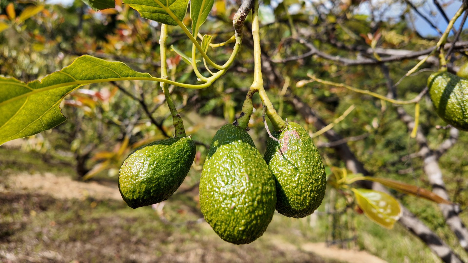 %e0%b8%ad%e0%b8%b0%e0%b9%82%e0%b8%a7%e0%b8%84%e0%b8%b2%e0%b9%82%e0%b8%94-%e0%b8%9a%e0%b9%89%e0%b8%b2%e0%b8%99%e0%b8%ab%e0%b9%89%e0%b8%a7%e0%b8%a2%e0%b9%81%e0%b8%ab%e0%b9%89%e0%b8%87-1