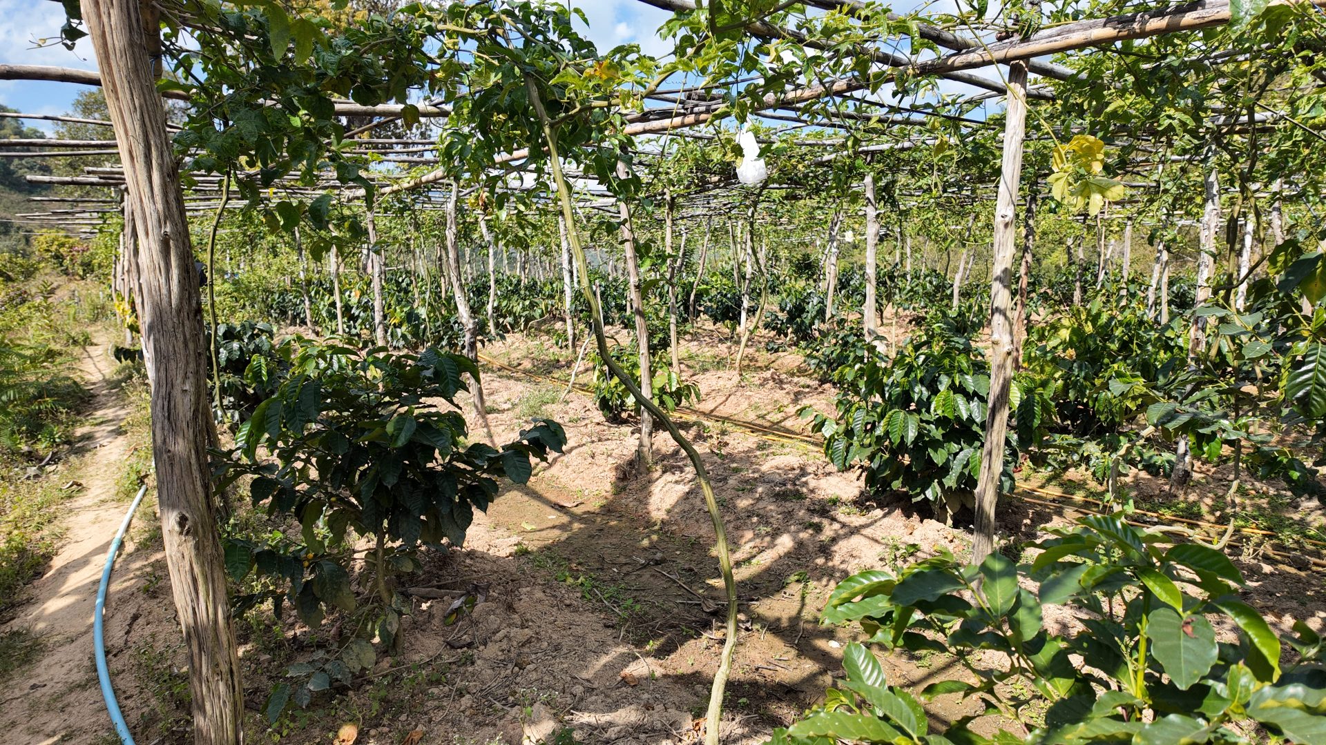 %e0%b9%81%e0%b8%9b%e0%b8%a5%e0%b8%87%e0%b8%81%e0%b8%b2%e0%b9%81%e0%b8%9f