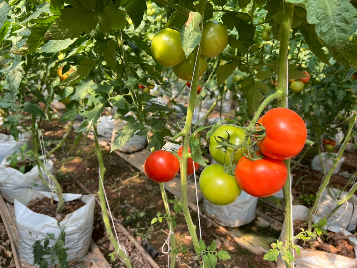 %e0%b8%a1%e0%b8%b0%e0%b9%80%e0%b8%82%e0%b8%b7%e0%b8%ad%e0%b9%80%e0%b8%97%e0%b8%a8%e0%b9%82%e0%b8%97%e0%b8%a1%e0%b8%b1%e0%b8%aa