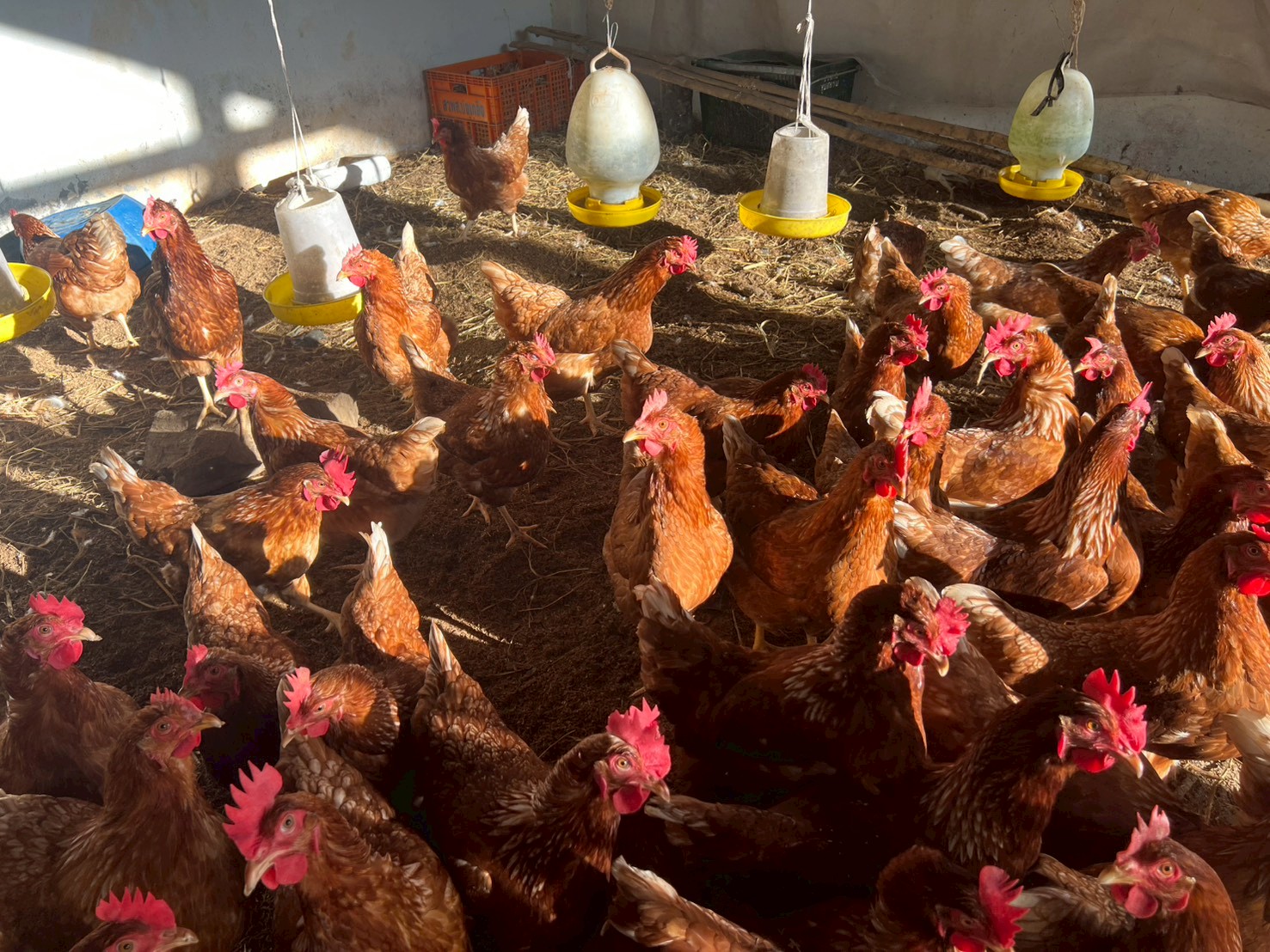 %e0%b9%80%e0%b8%a5%e0%b8%b5%e0%b9%89%e0%b8%a2%e0%b8%87%e0%b9%84%e0%b8%81%e0%b9%88%e0%b9%84%e0%b8%82%e0%b9%88