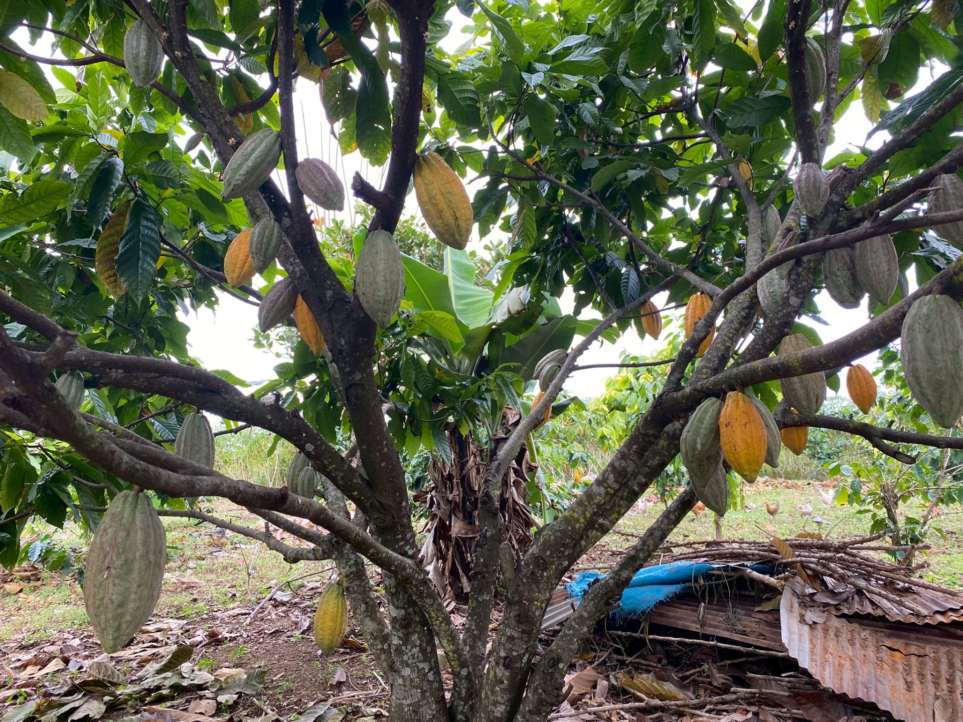 %e0%b8%95%e0%b9%89%e0%b8%99%e0%b9%82%e0%b8%81%e0%b9%82%e0%b8%81%e0%b9%89