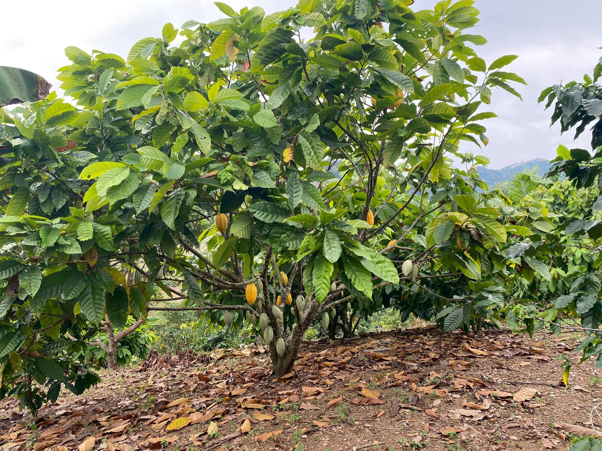 %e0%b8%95%e0%b9%89%e0%b8%99%e0%b9%82%e0%b8%81%e0%b9%82%e0%b8%81%e0%b9%89-1