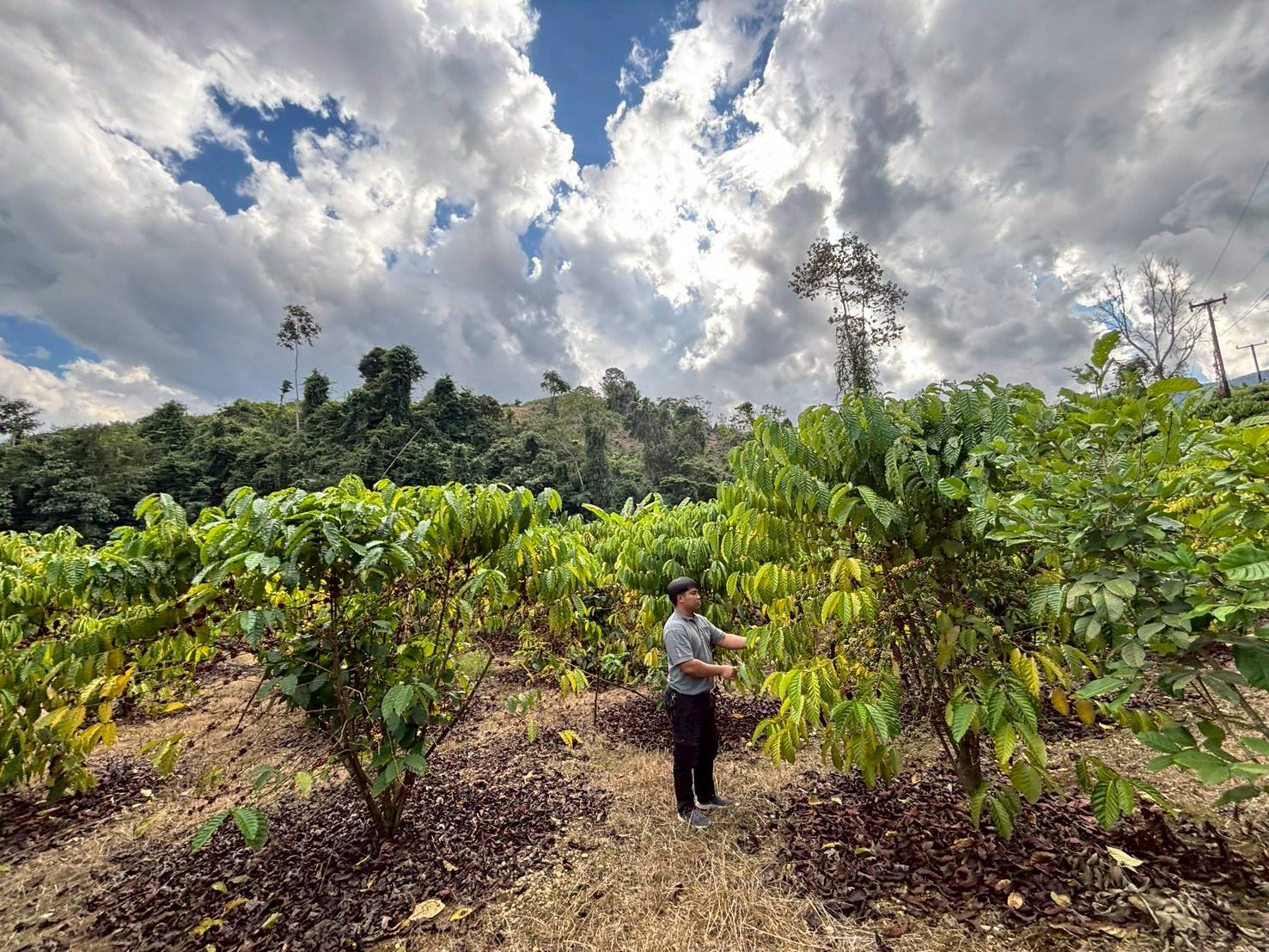 %e0%b9%81%e0%b8%9b%e0%b8%a5%e0%b8%87%e0%b8%81%e0%b8%b2%e0%b9%81%e0%b8%9f%e0%b9%82%e0%b8%a3%e0%b8%9a%e0%b8%b1%e0%b8%aa%e0%b8%95%e0%b9%89%e0%b8%b2