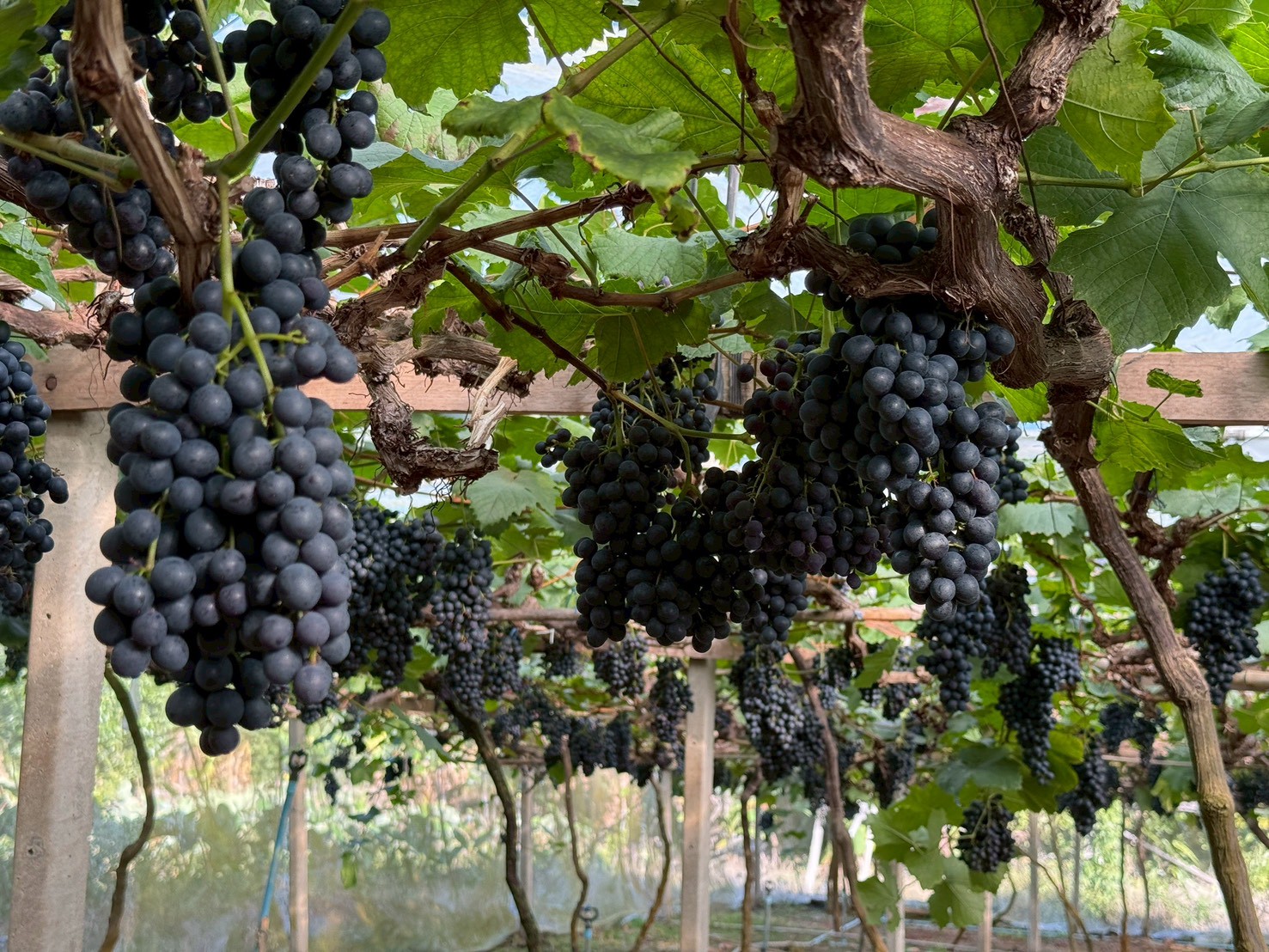 %e0%b8%ad%e0%b8%87%e0%b8%b8%e0%b9%88%e0%b8%99%e0%b8%82%e0%b8%b8%e0%b8%99%e0%b8%aa%e0%b8%96%e0%b8%b2%e0%b8%99