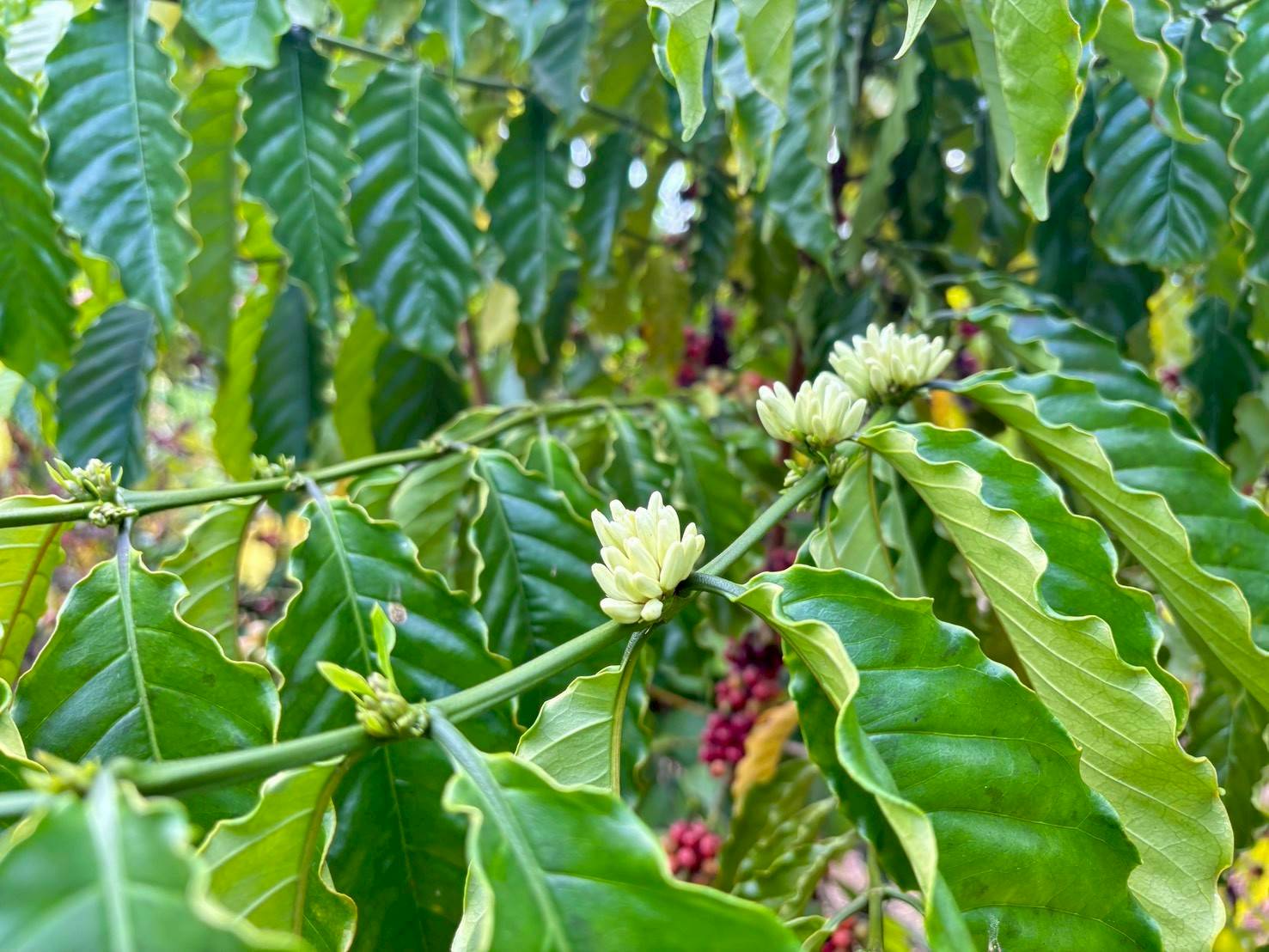 %e0%b8%95%e0%b9%89%e0%b8%99%e0%b8%81%e0%b8%b2%e0%b9%81%e0%b8%9f