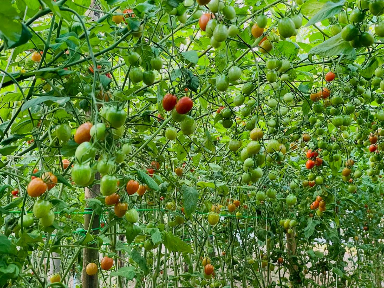 %e0%b8%a1%e0%b8%b0%e0%b9%80%e0%b8%82%e0%b8%b7%e0%b8%ad%e0%b9%80%e0%b8%97%e0%b8%a8%e0%b9%80%e0%b8%8a%e0%b8%ad%e0%b8%a3%e0%b8%b5%e0%b9%88