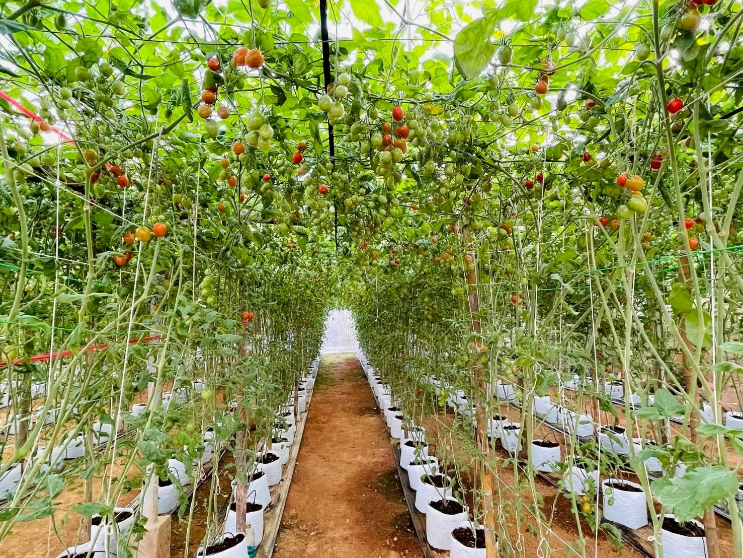 %e0%b8%95%e0%b9%89%e0%b8%99%e0%b8%a1%e0%b8%b0%e0%b9%80%e0%b8%82%e0%b8%b7%e0%b8%ad%e0%b9%80%e0%b8%97%e0%b8%a8%e0%b9%80%e0%b8%8a%e0%b8%ad%e0%b8%a3%e0%b8%b5%e0%b9%88