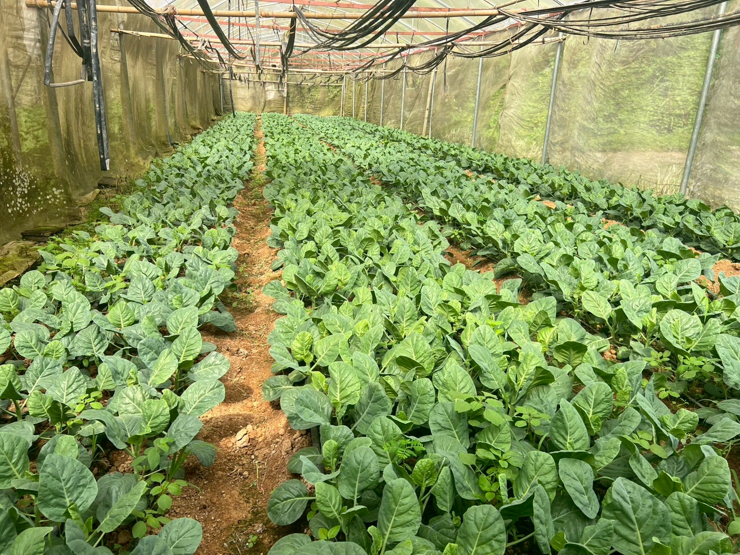 %e0%b9%81%e0%b8%9b%e0%b8%a5%e0%b8%87%e0%b8%9b%e0%b8%a5%e0%b8%b9%e0%b8%81%e0%b8%9c%e0%b8%b1%e0%b8%81%e0%b9%83%e0%b8%99%e0%b9%82%e0%b8%a3%e0%b8%87%e0%b9%80%e0%b8%a3%e0%b8%b7%e0%b8%ad%e0%b8%99