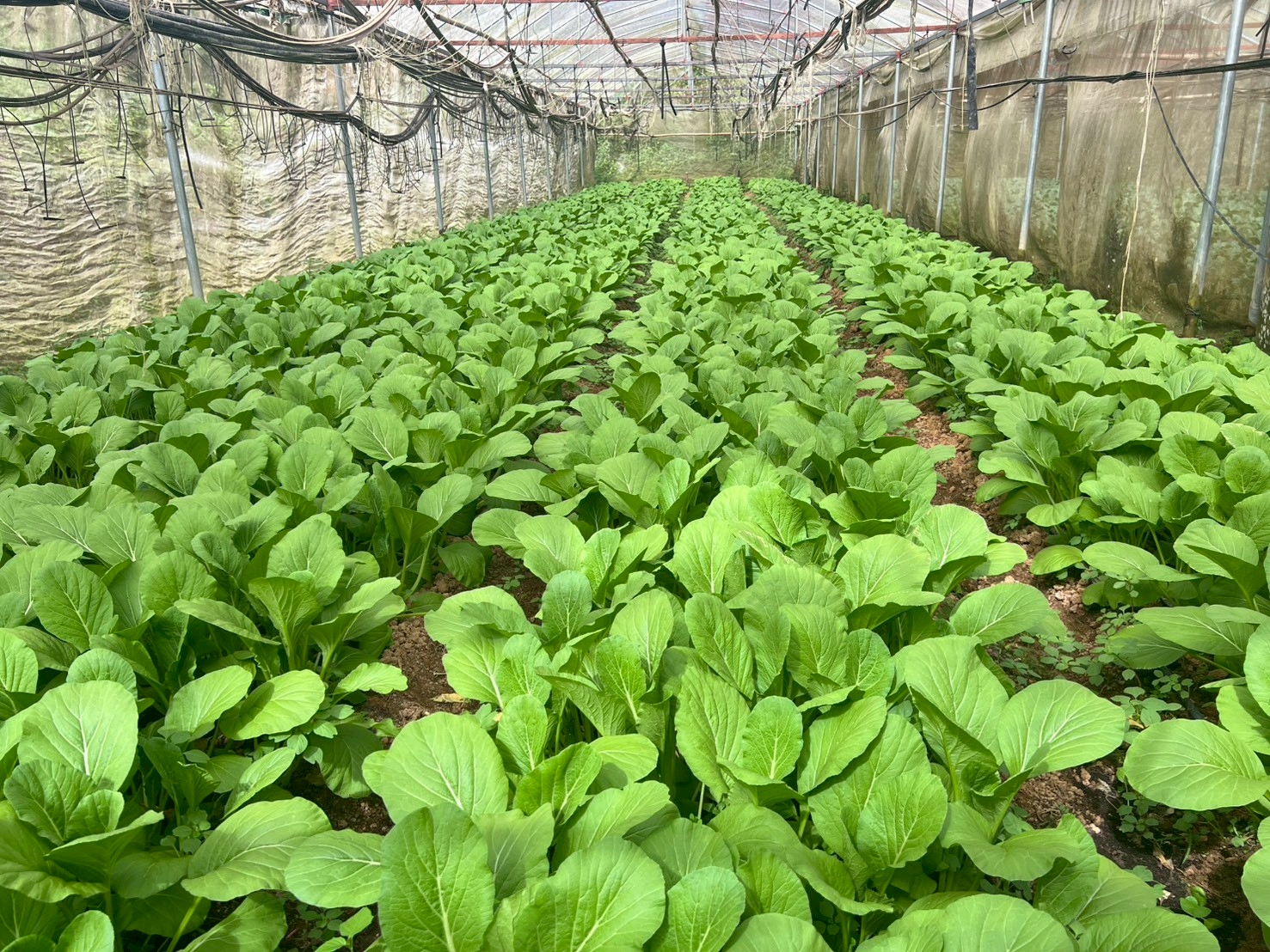 %e0%b9%81%e0%b8%9b%e0%b8%a5%e0%b8%87%e0%b8%9b%e0%b8%a5%e0%b8%b9%e0%b8%81%e0%b8%9c%e0%b8%b1%e0%b8%81%e0%b9%83%e0%b8%99%e0%b9%82%e0%b8%a3%e0%b8%87%e0%b9%80%e0%b8%a3%e0%b8%b7%e0%b8%ad%e0%b8%99-1