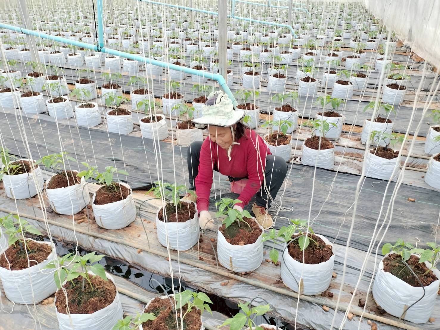 %e0%b9%81%e0%b8%9b%e0%b8%a5%e0%b8%87%e0%b8%9b%e0%b8%a5%e0%b8%b9%e0%b8%81%e0%b8%9e%e0%b8%a3%e0%b8%b4%e0%b8%81%e0%b8%ab%e0%b8%a7%e0%b8%b2%e0%b8%99%e0%b9%83%e0%b8%99%e0%b9%82%e0%b8%a3%e0%b8%87%e0%b9%80