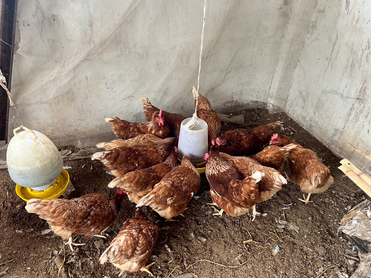 %e0%b9%80%e0%b8%a5%e0%b8%b5%e0%b9%89%e0%b8%a2%e0%b8%87%e0%b9%84%e0%b8%82%e0%b9%88%e0%b9%84%e0%b8%81%e0%b9%88-1