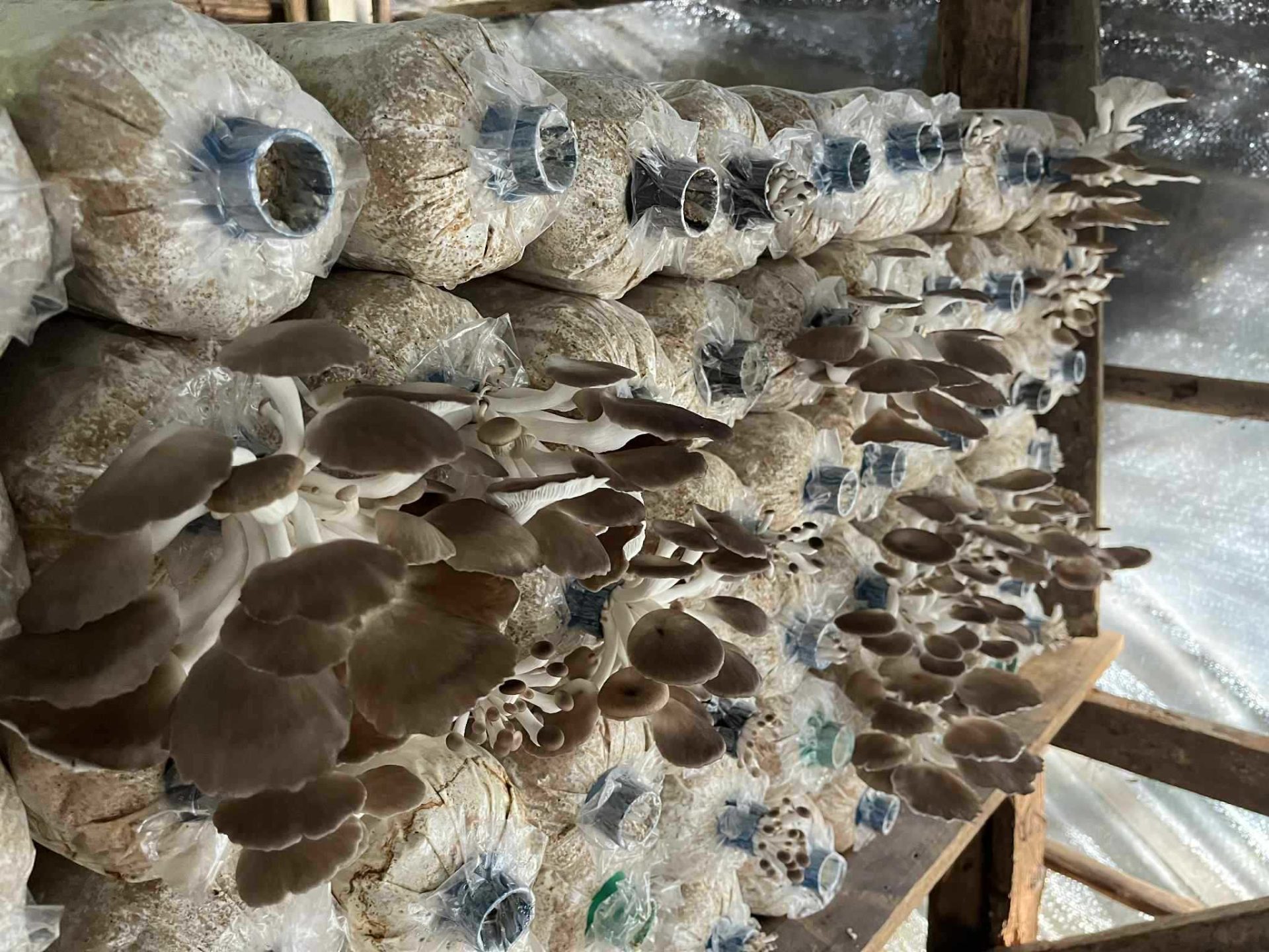 %e0%b9%82%e0%b8%a3%e0%b8%87%e0%b9%80%e0%b8%a3%e0%b8%b7%e0%b8%ad%e0%b8%99%e0%b9%80%e0%b8%9e%e0%b8%b2%e0%b8%b0%e0%b9%80%e0%b8%ab%e0%b9%87%e0%b8%94%e0%b8%99%e0%b8%b2%e0%b8%87%e0%b8%9f%e0%b9%89%e0%b8%b2