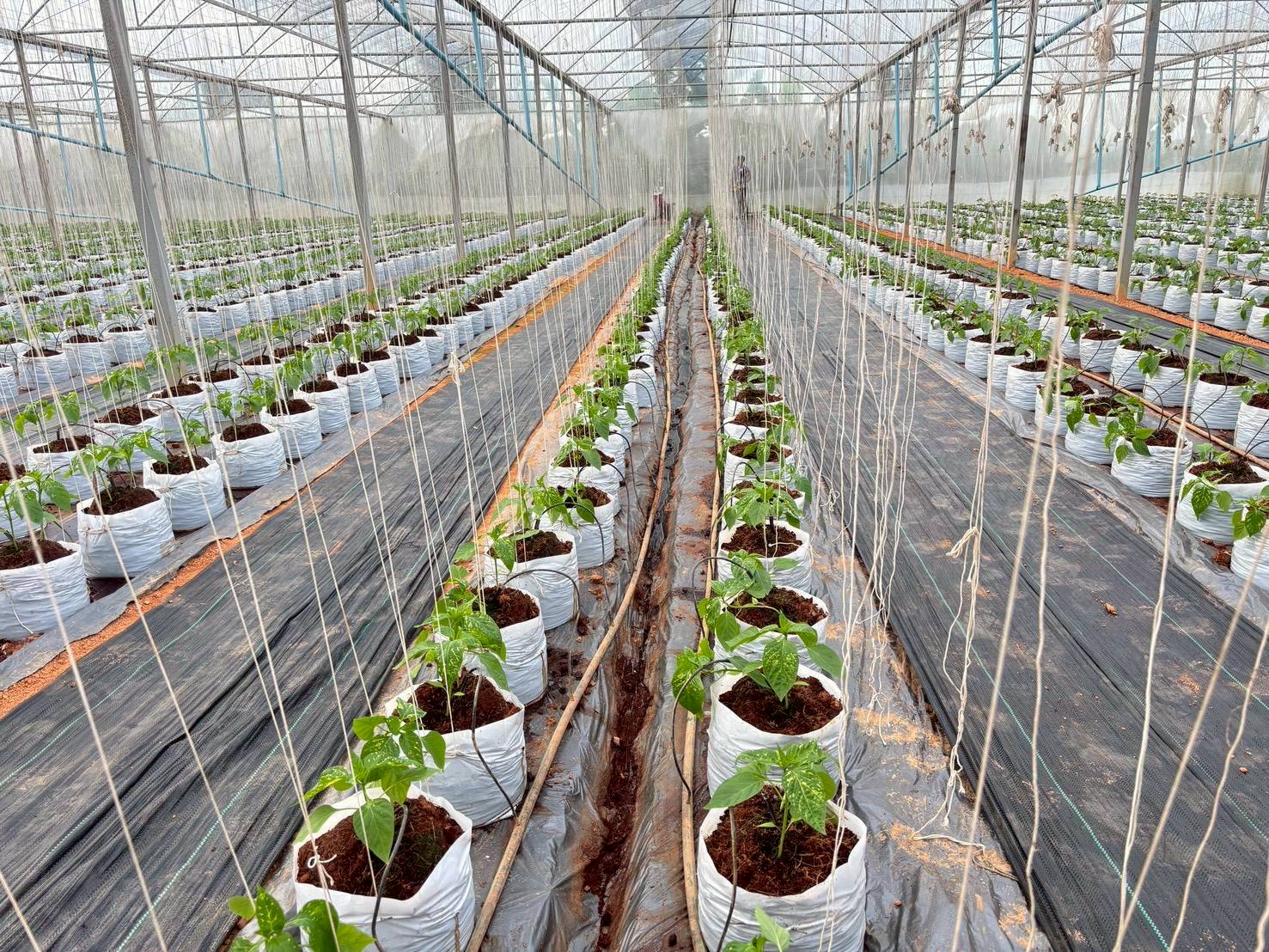 %e0%b9%81%e0%b8%9b%e0%b8%a5%e0%b8%87%e0%b8%9b%e0%b8%a5%e0%b8%b9%e0%b8%81%e0%b8%9e%e0%b8%a3%e0%b8%b4%e0%b8%81%e0%b8%ab%e0%b8%a7%e0%b8%b2%e0%b8%99%e0%b9%83%e0%b8%99%e0%b9%82%e0%b8%a3%e0%b8%87%e0%b9%80