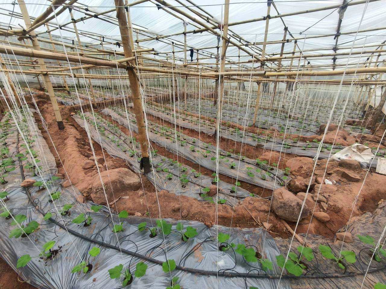 %e0%b9%81%e0%b8%9b%e0%b8%a5%e0%b8%87%e0%b8%9b%e0%b8%a5%e0%b8%b9%e0%b8%81%e0%b8%9e%e0%b8%b7%e0%b8%8a%e0%b8%9c%e0%b8%b1%e0%b8%81%e0%b9%83%e0%b8%99%e0%b9%82%e0%b8%a3%e0%b8%87%e0%b9%80%e0%b8%a3%e0%b8%b7