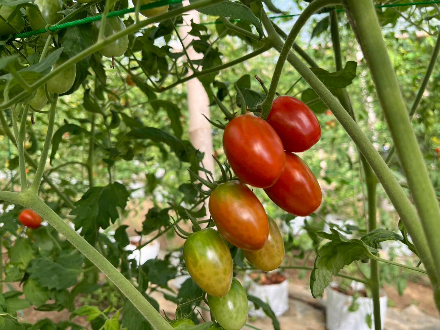 %e0%b8%a1%e0%b8%b0%e0%b9%80%e0%b8%82%e0%b8%b7%e0%b8%ad%e0%b9%80%e0%b8%97%e0%b8%a8%e0%b9%80%e0%b8%8a%e0%b8%ad%e0%b8%a3%e0%b8%b5%e0%b9%88-%e0%b8%99%e0%b9%89%e0%b8%b3%e0%b9%80%e0%b8%84%e0%b8%b4%e0%b8%a1