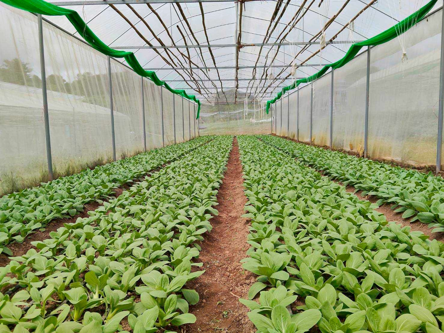 %e0%b9%81%e0%b8%9b%e0%b8%a5%e0%b8%87%e0%b8%9b%e0%b8%a5%e0%b8%b9%e0%b8%81%e0%b8%9c%e0%b8%b1%e0%b8%81