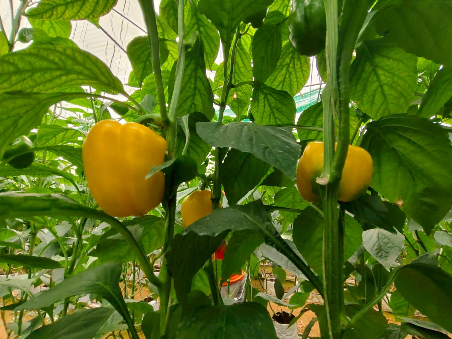 %e0%b8%9e%e0%b8%a3%e0%b8%b4%e0%b8%81%e0%b8%ab%e0%b8%a7%e0%b8%b2%e0%b8%99