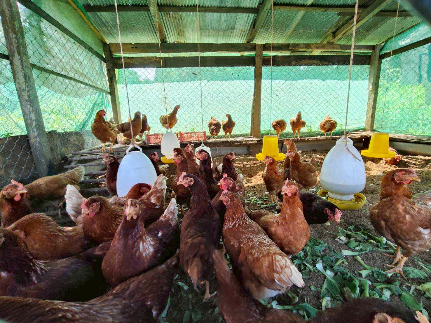 %e0%b9%80%e0%b8%a5%e0%b8%b5%e0%b9%89%e0%b8%a2%e0%b8%87%e0%b9%84%e0%b8%81%e0%b9%88%e0%b9%84%e0%b8%82%e0%b9%88-%e0%b9%81%e0%b8%a1%e0%b9%88%e0%b8%88%e0%b8%a3%e0%b8%b4%e0%b8%a1