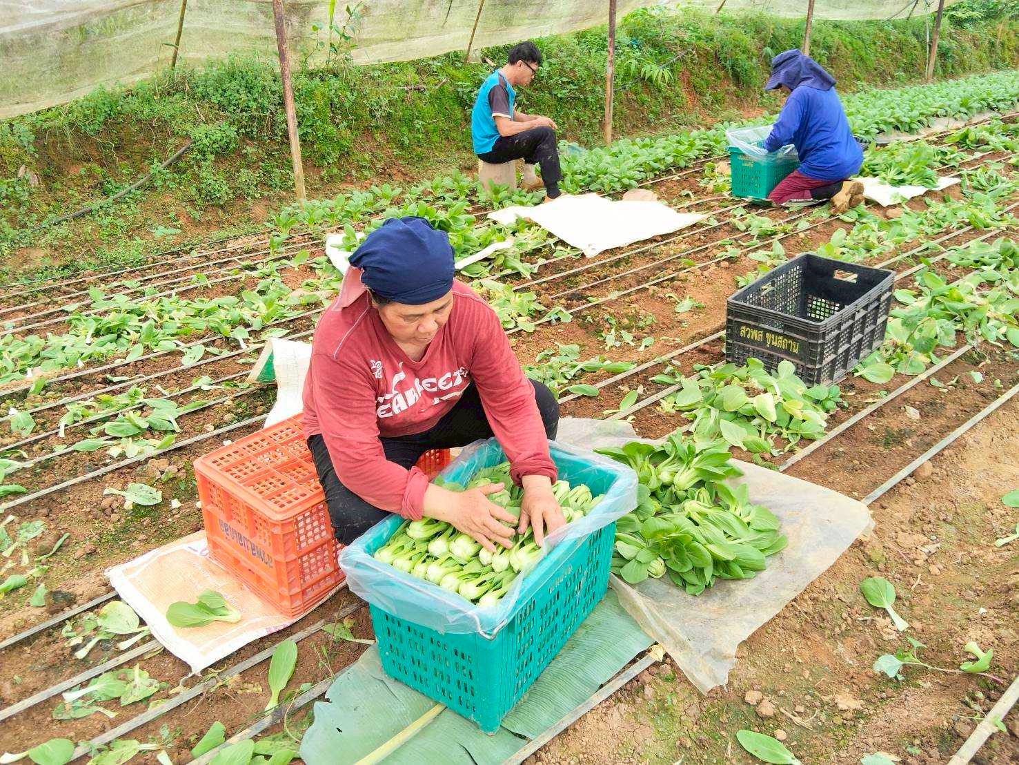 %e0%b8%95%e0%b8%b1%e0%b8%94%e0%b8%9c%e0%b8%b1%e0%b8%81%e0%b9%83%e0%b8%99%e0%b9%82%e0%b8%a3%e0%b8%87%e0%b9%80%e0%b8%a3%e0%b8%b7%e0%b8%ad%e0%b8%99