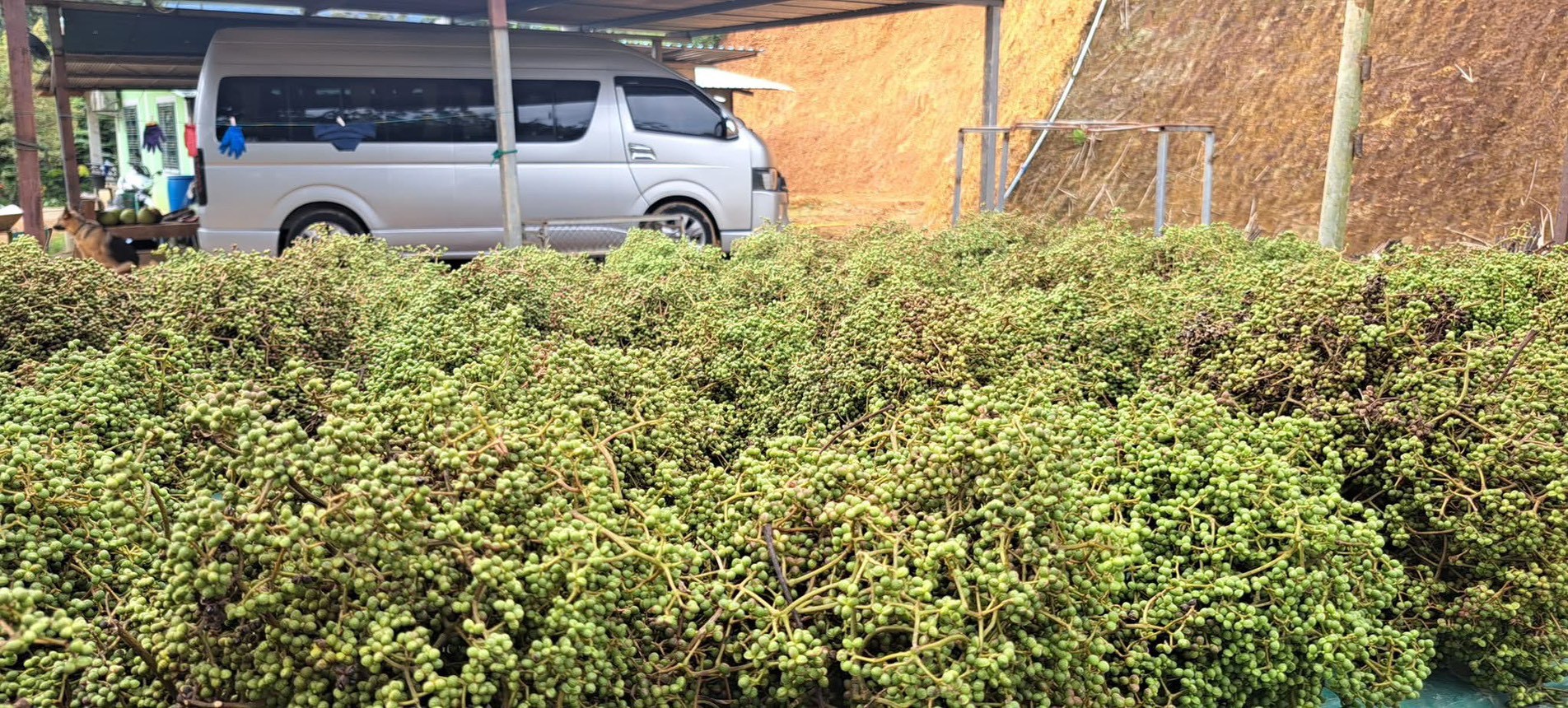 %e0%b8%a1%e0%b8%b0%e0%b9%81%e0%b8%82%e0%b8%a7%e0%b9%88%e0%b8%99-%e0%b8%a7%e0%b8%b1%e0%b8%87%e0%b9%84%e0%b8%9c%e0%b9%88