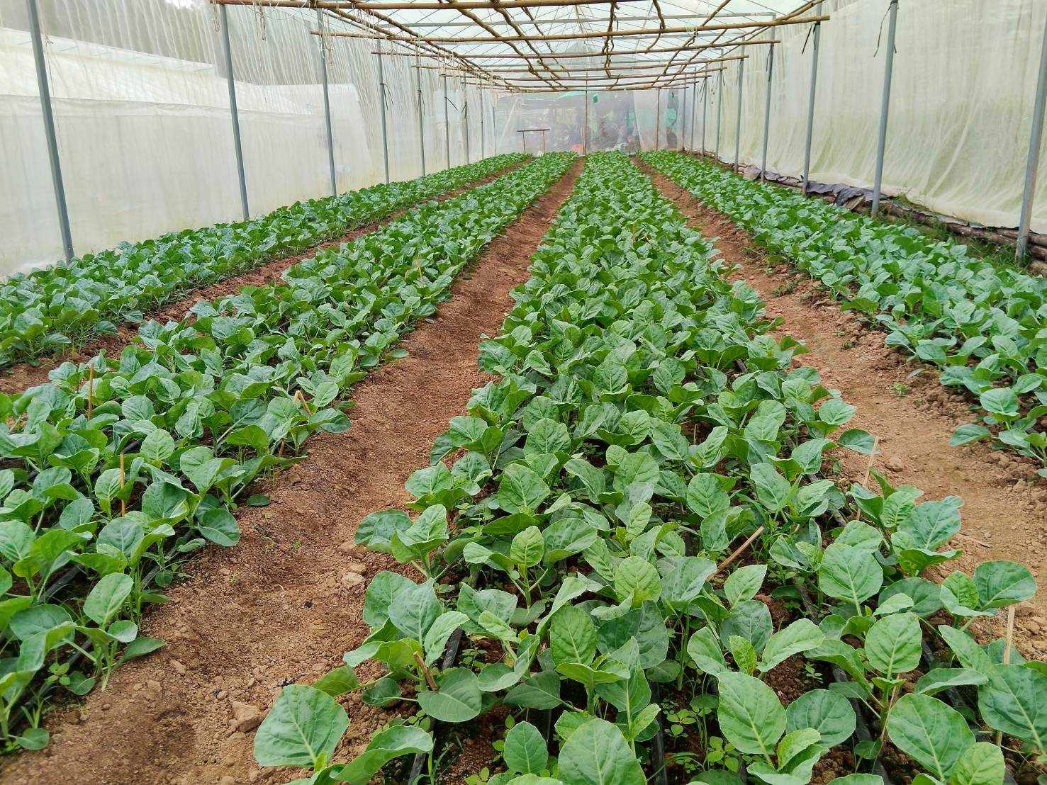 %e0%b9%81%e0%b8%9b%e0%b8%a5%e0%b8%87%e0%b8%9b%e0%b8%a5%e0%b8%b9%e0%b8%81%e0%b8%9c%e0%b8%b1%e0%b8%81%e0%b9%83%e0%b8%99%e0%b9%82%e0%b8%a3%e0%b8%87%e0%b9%80%e0%b8%a3%e0%b8%b7%e0%b8%ad%e0%b8%99