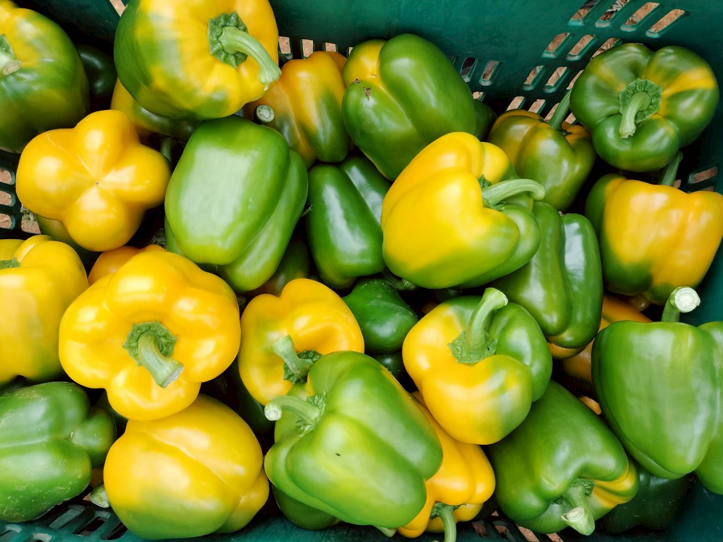 %e0%b8%9e%e0%b8%a3%e0%b8%b4%e0%b8%81%e0%b8%ab%e0%b8%a7%e0%b8%b2%e0%b8%99