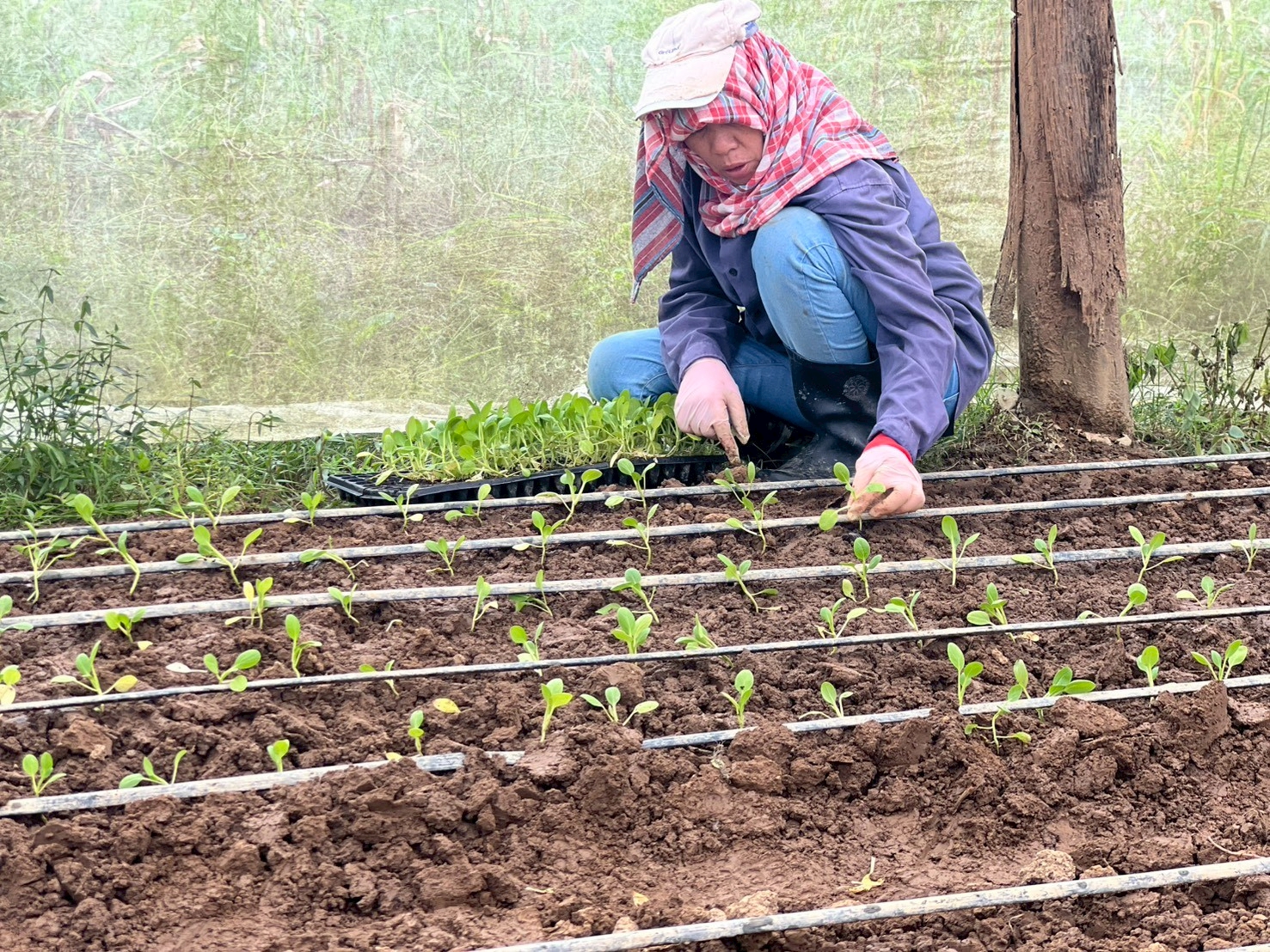 %e0%b8%81%e0%b8%b2%e0%b8%a3%e0%b8%9b%e0%b8%a5%e0%b8%b9%e0%b8%81%e0%b8%9c%e0%b8%b1%e0%b8%81%e0%b9%83%e0%b8%99%e0%b9%82%e0%b8%a3%e0%b8%87%e0%b9%80%e0%b8%a3%e0%b8%b7%e0%b8%ad%e0%b8%99