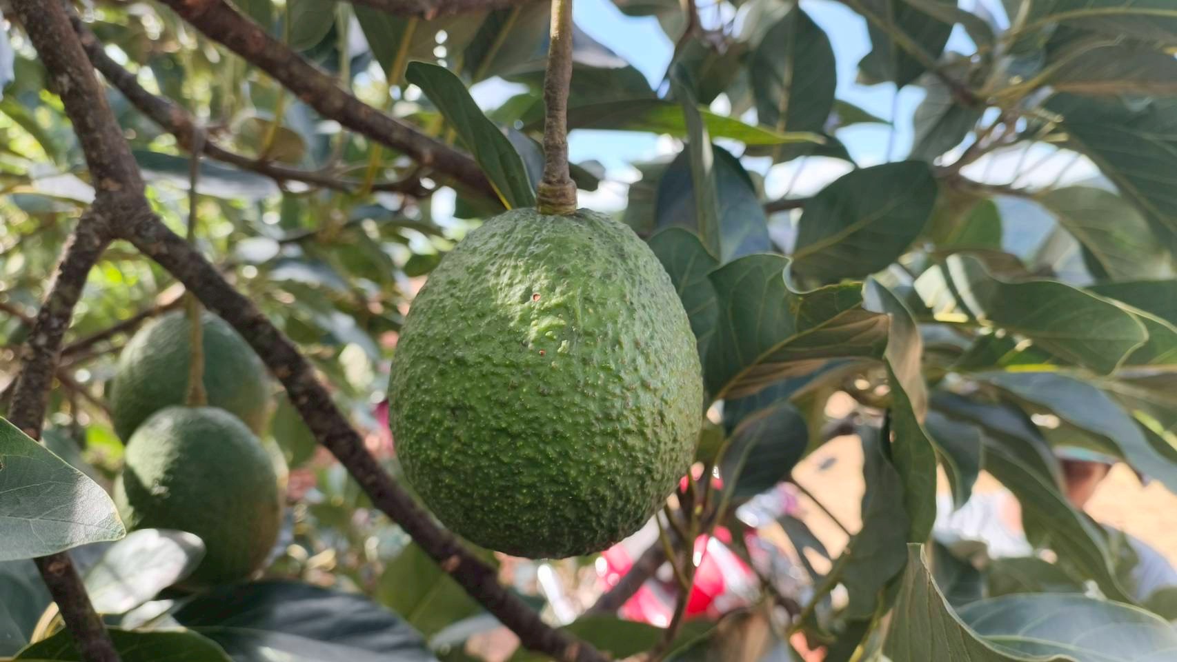 %e0%b8%ad%e0%b8%b0%e0%b9%82%e0%b8%a7%e0%b8%84%e0%b8%b2%e0%b9%82%e0%b8%94-%e0%b8%9b%e0%b8%b2%e0%b8%87%e0%b8%a2%e0%b8%b2%e0%b8%87