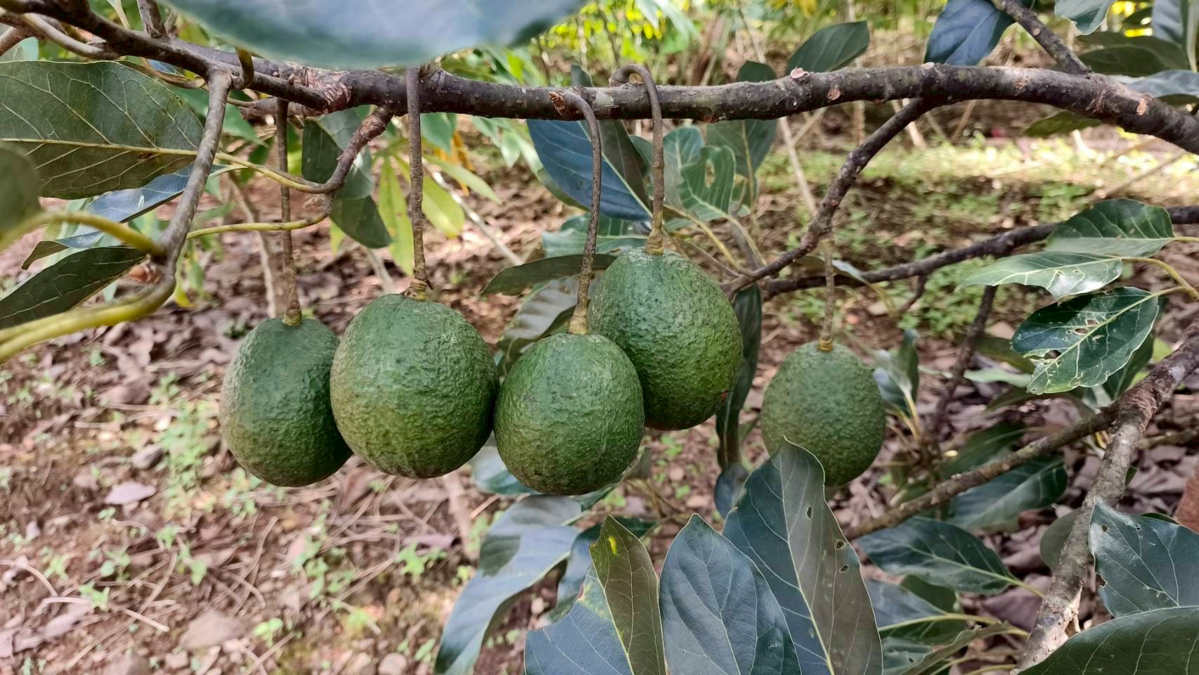 %e0%b8%ad%e0%b8%b0%e0%b9%82%e0%b8%a7%e0%b8%84%e0%b8%b2%e0%b9%82%e0%b8%94-%e0%b8%9b%e0%b8%b2%e0%b8%87%e0%b8%a2%e0%b8%b2%e0%b8%87