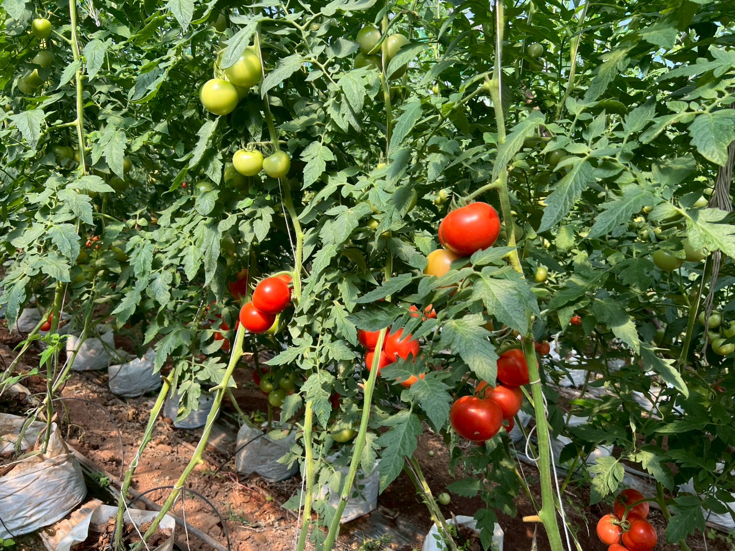 %e0%b8%9c%e0%b8%a5%e0%b8%9c%e0%b8%a5%e0%b8%b4%e0%b8%95%e0%b8%a1%e0%b8%b0%e0%b9%80%e0%b8%82%e0%b8%b7%e0%b8%ad%e0%b9%82%e0%b8%97%e0%b8%a1%e0%b8%b1%e0%b8%aa