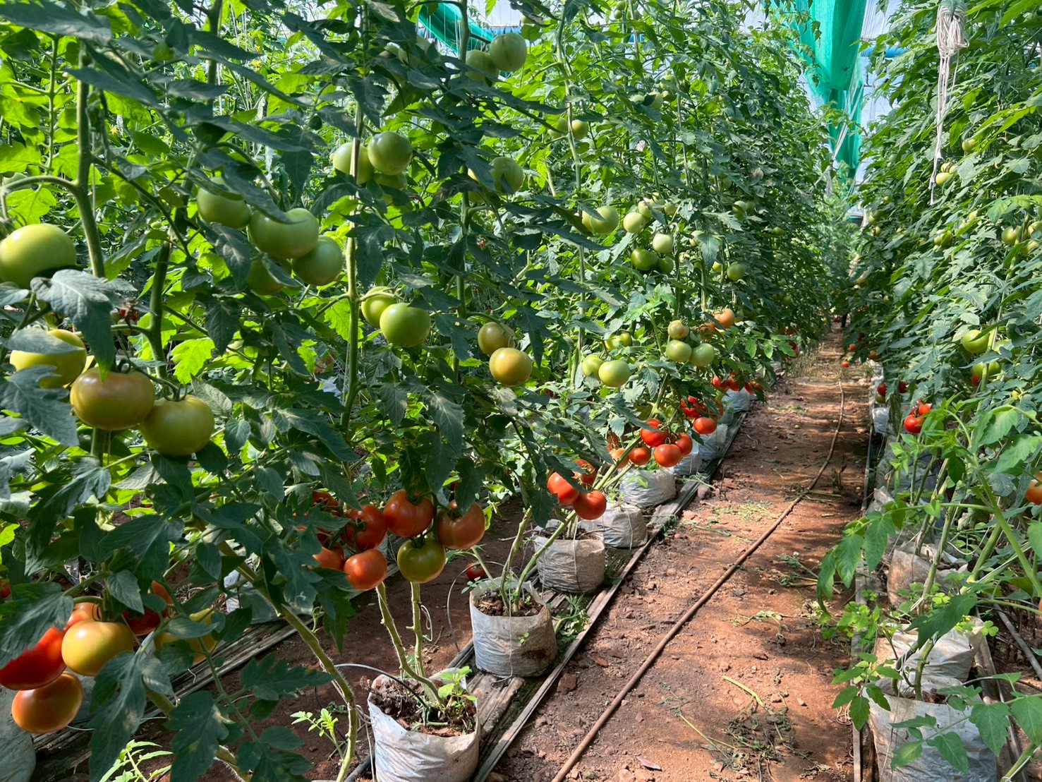 %e0%b8%9c%e0%b8%a5%e0%b8%9c%e0%b8%a5%e0%b8%b4%e0%b8%95%e0%b8%a1%e0%b8%b0%e0%b9%80%e0%b8%82%e0%b8%b7%e0%b8%ad%e0%b9%80%e0%b8%97%e0%b8%a8%e0%b9%82%e0%b8%97%e0%b8%a1%e0%b8%b1%e0%b8%aa-1