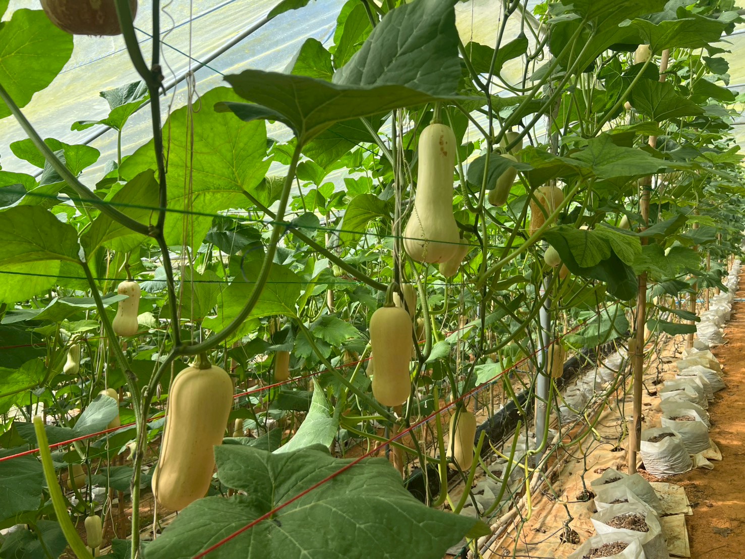 %e0%b8%9b%e0%b8%a5%e0%b8%b9%e0%b8%81%e0%b8%9a%e0%b8%b1%e0%b8%95%e0%b9%80%e0%b8%95%e0%b8%ad%e0%b8%a3%e0%b9%8c%e0%b8%99%e0%b8%b1%e0%b8%97